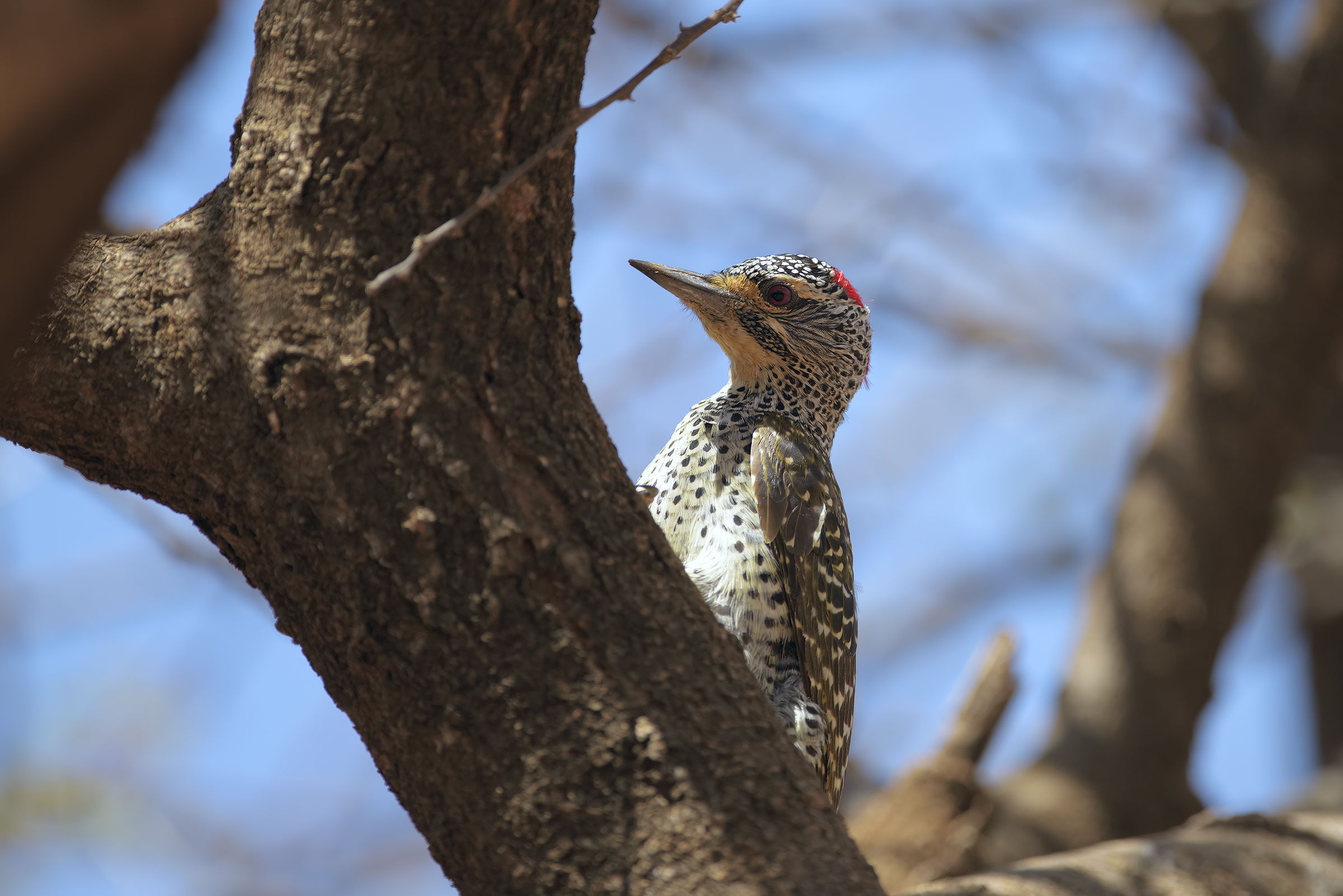 Il Picchio al Samburu