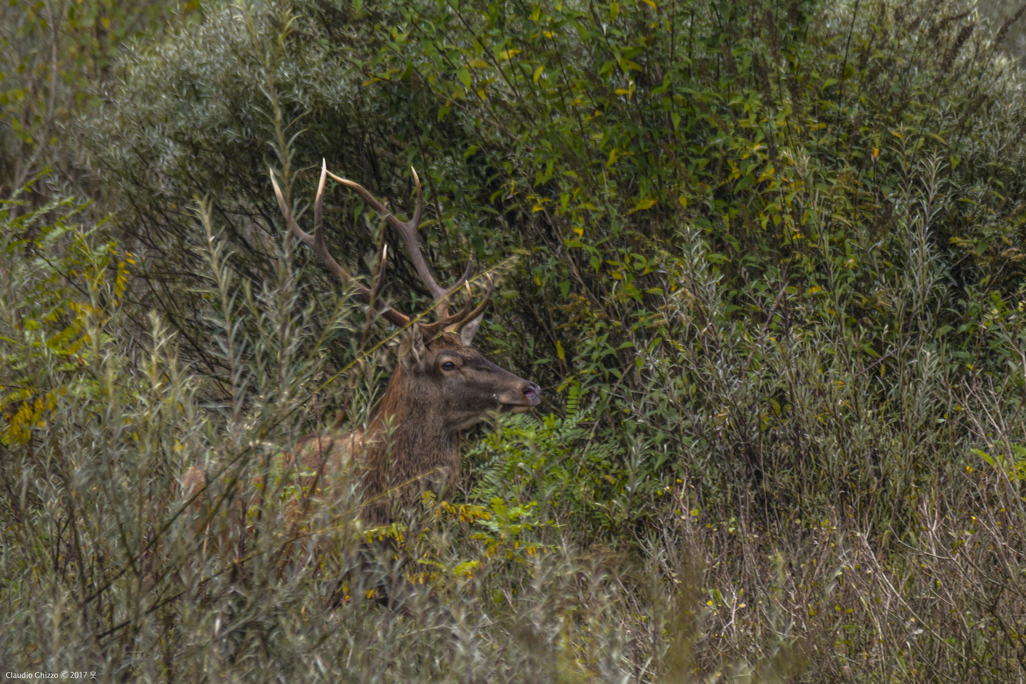 Tra i cespugli d'erba