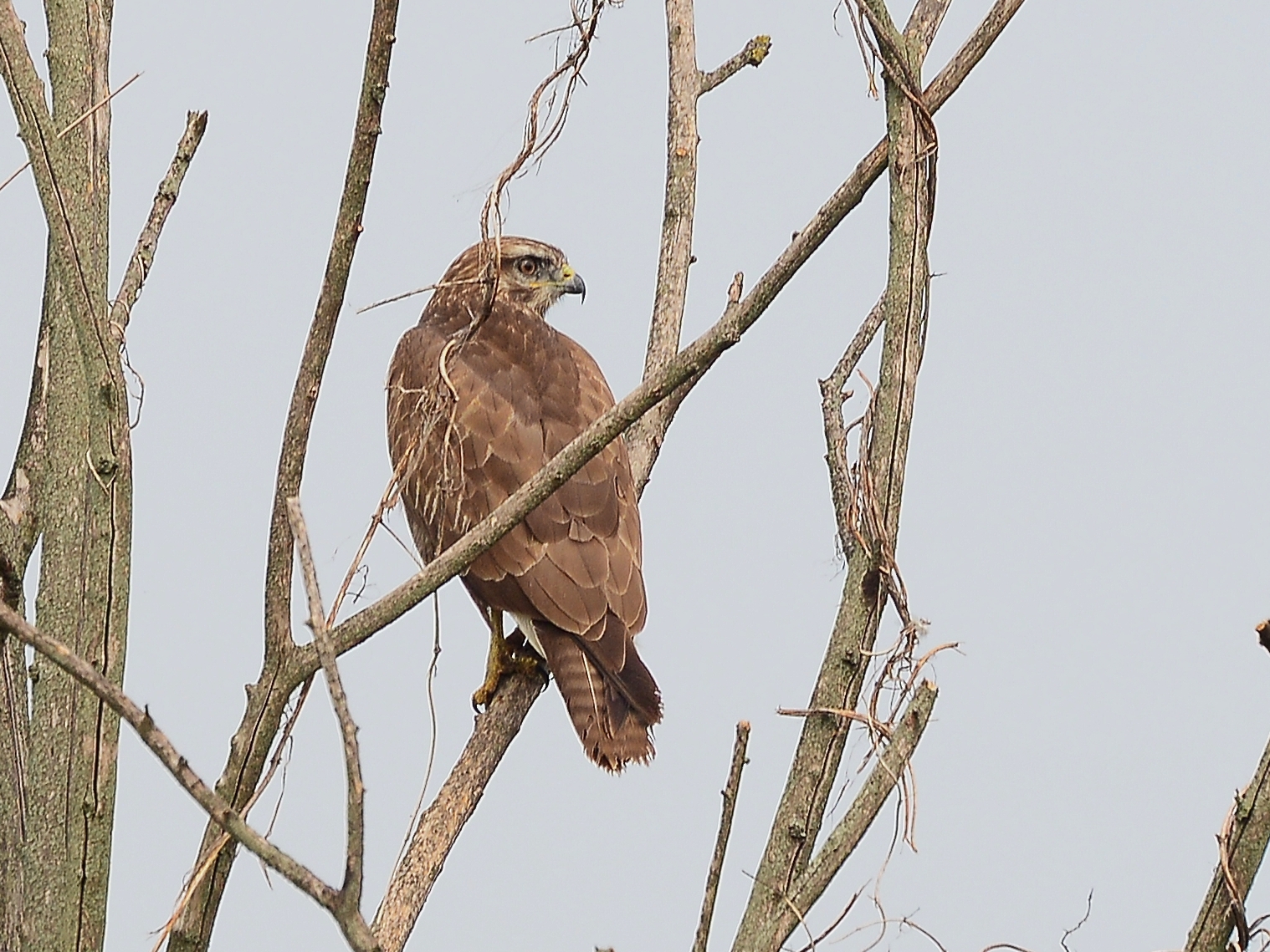 buzzard