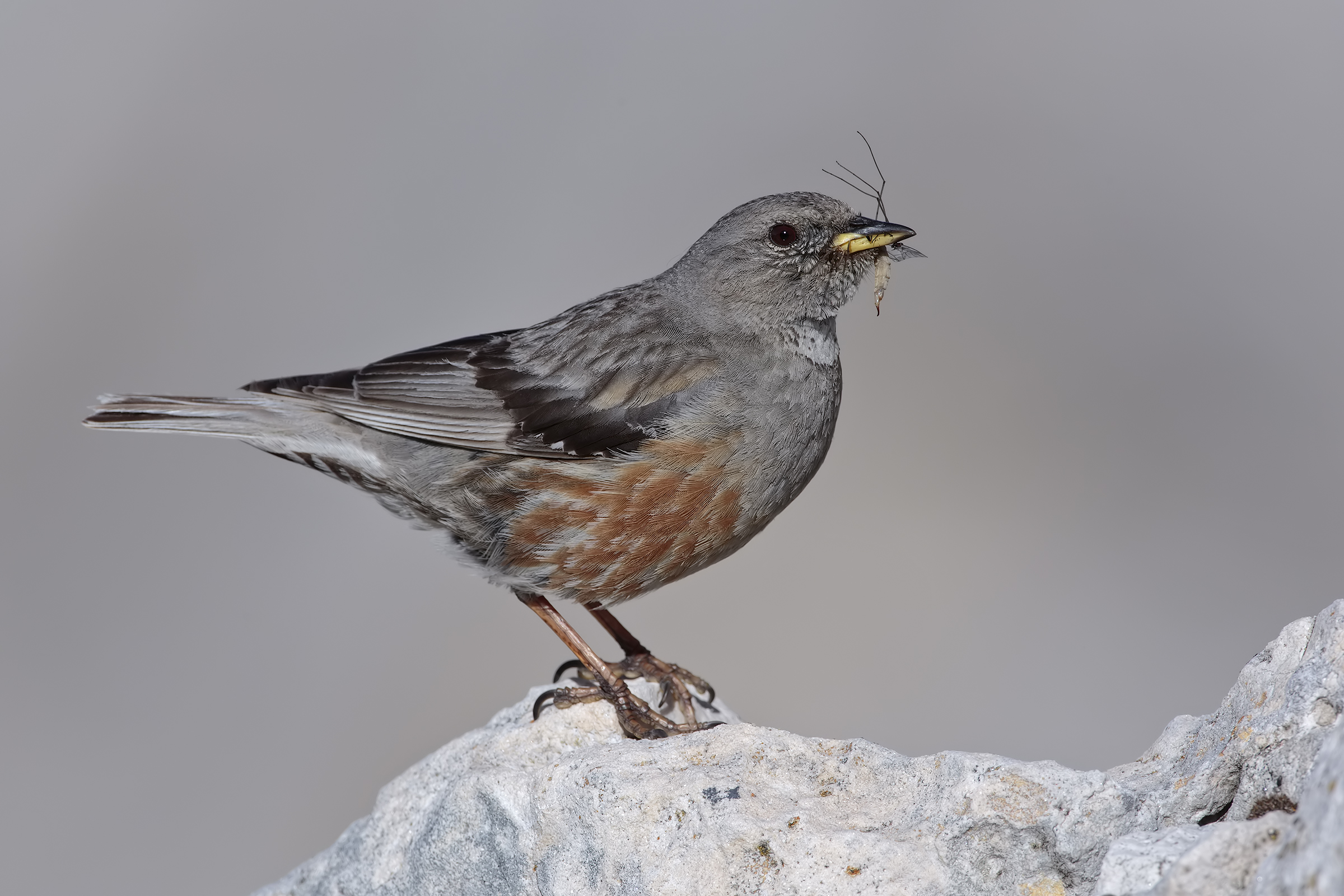 Accentor