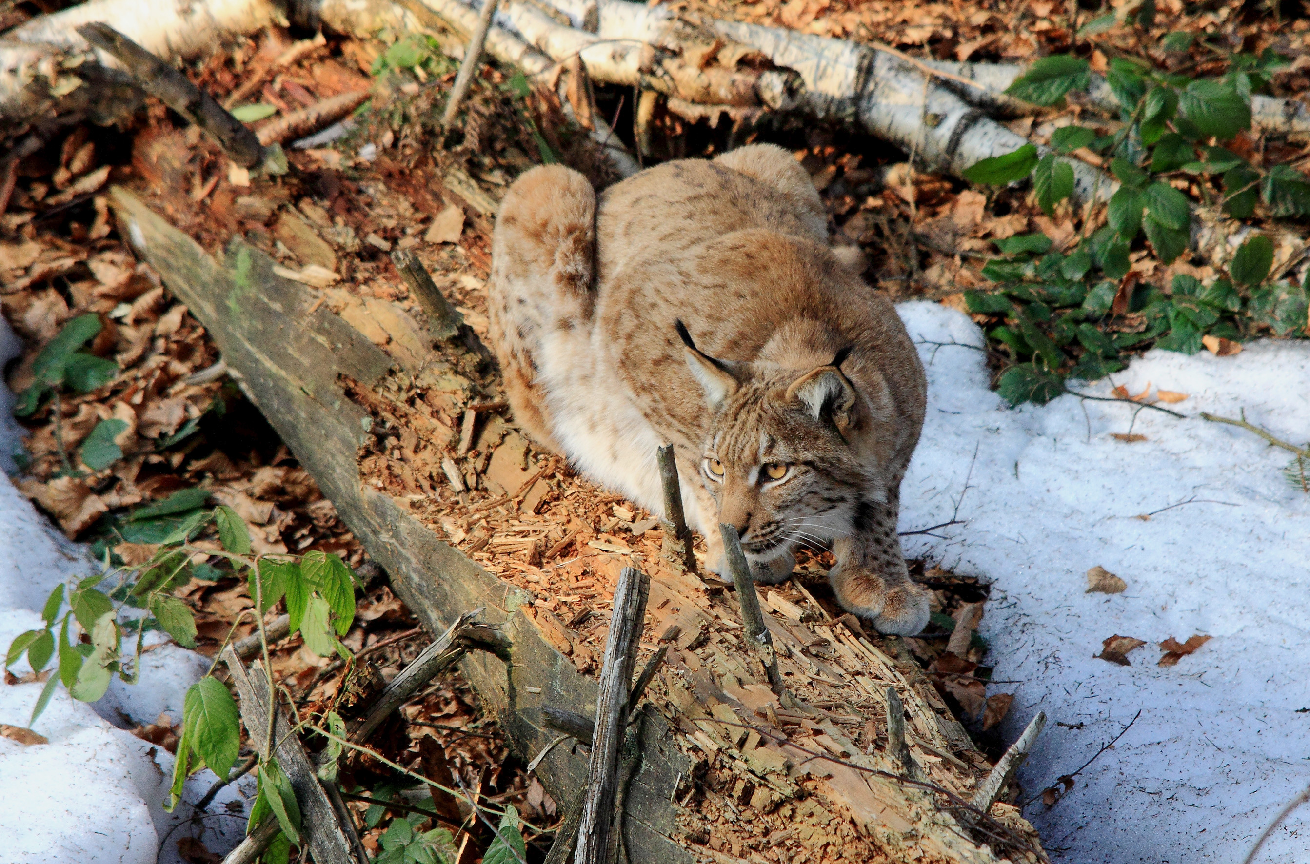 La lince in attesa...