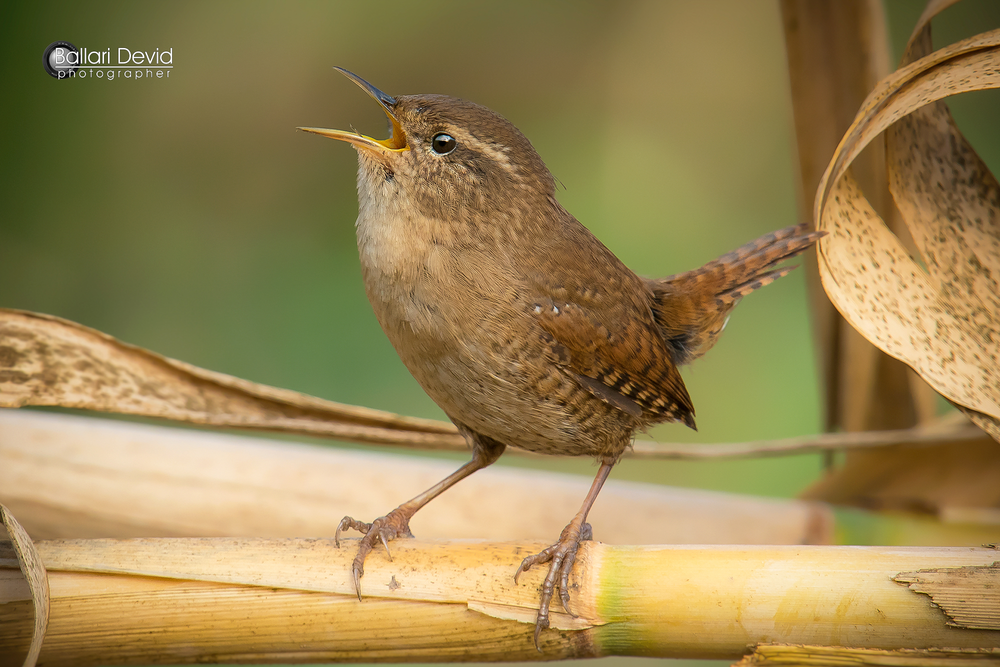 wren