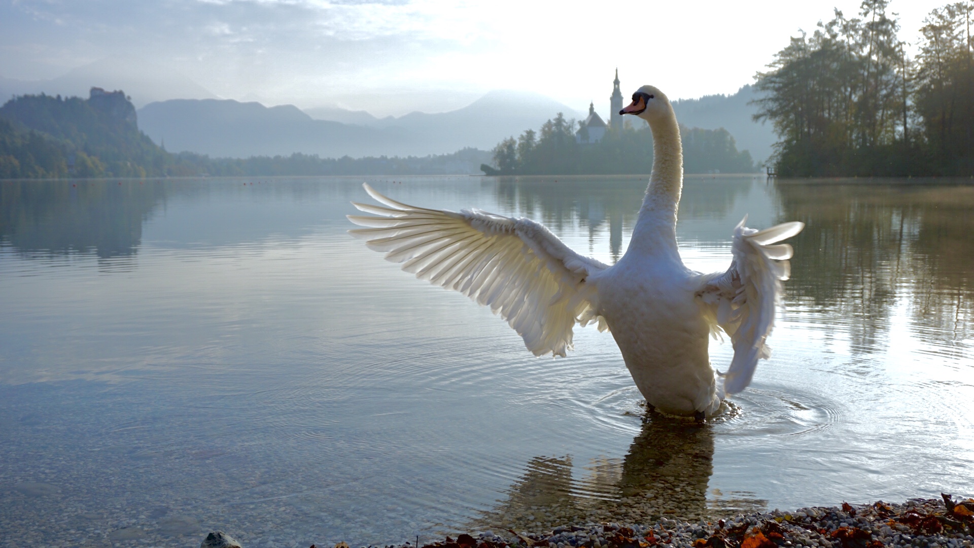 Swanlake in Bled