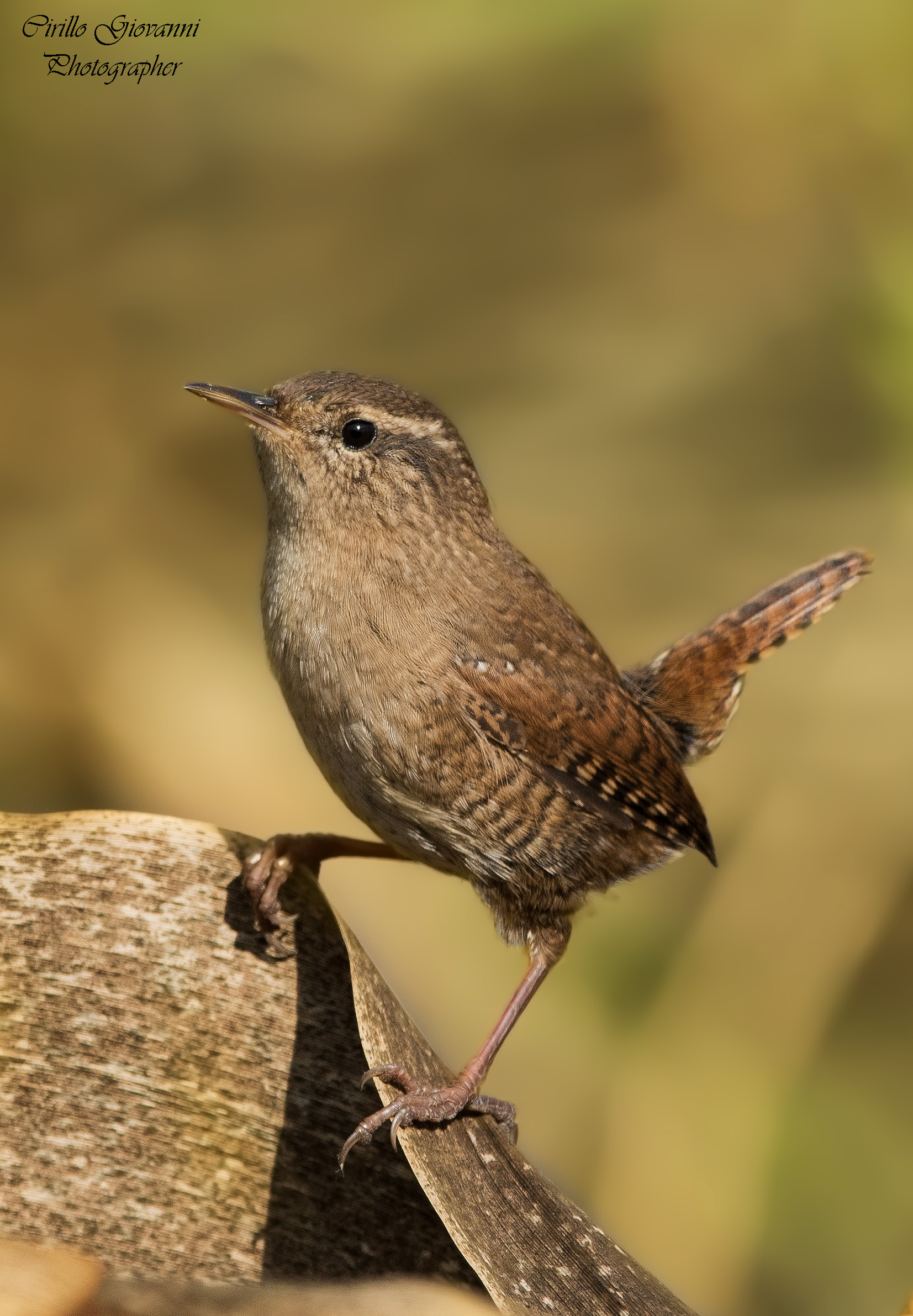 il più tenero Scricciolo