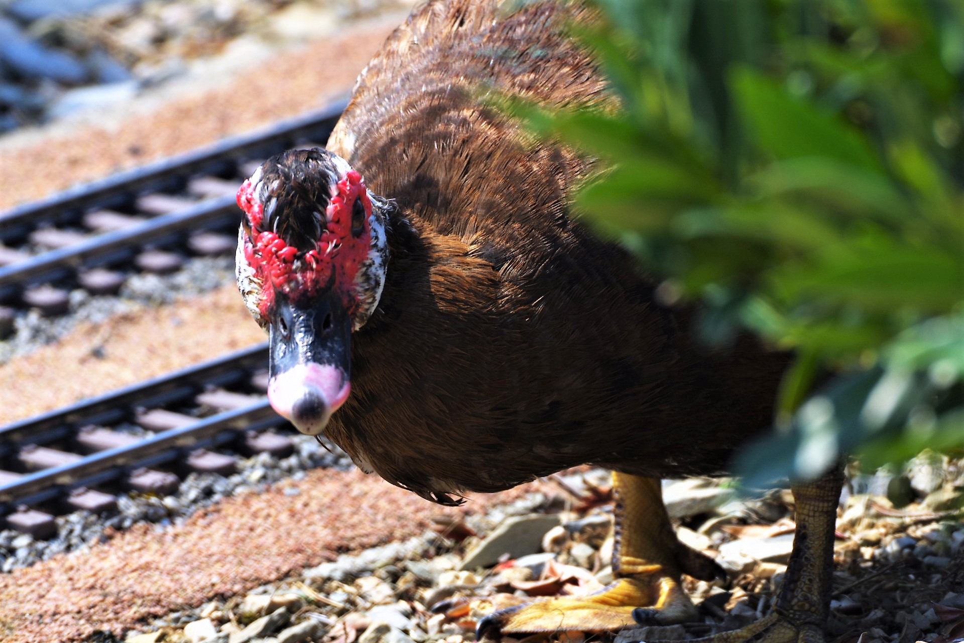 Breaking news: Tracked the rail monster! 1