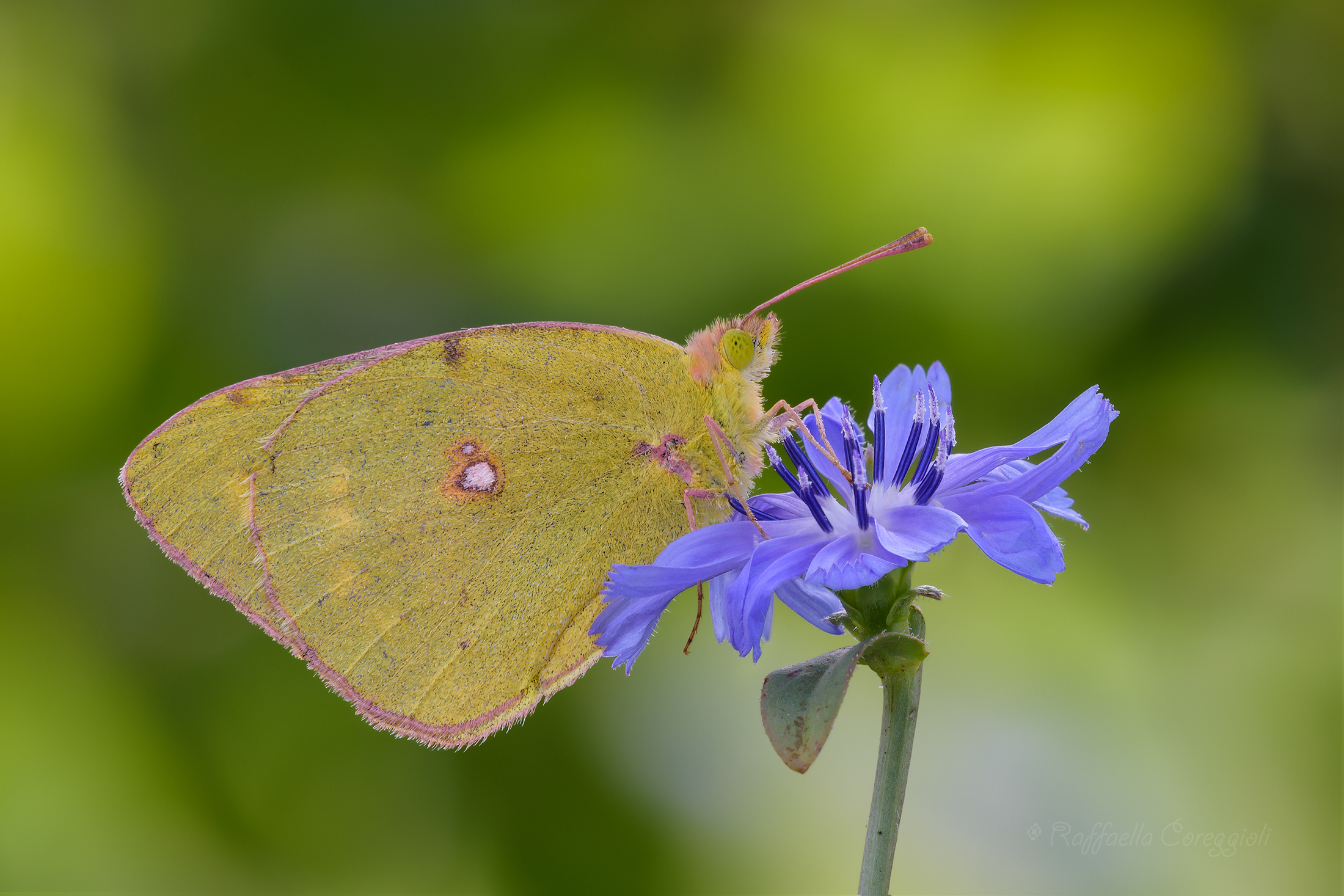 Colias cross on Cichorium intybus