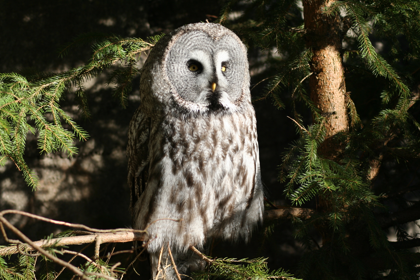 Owl of Lapland