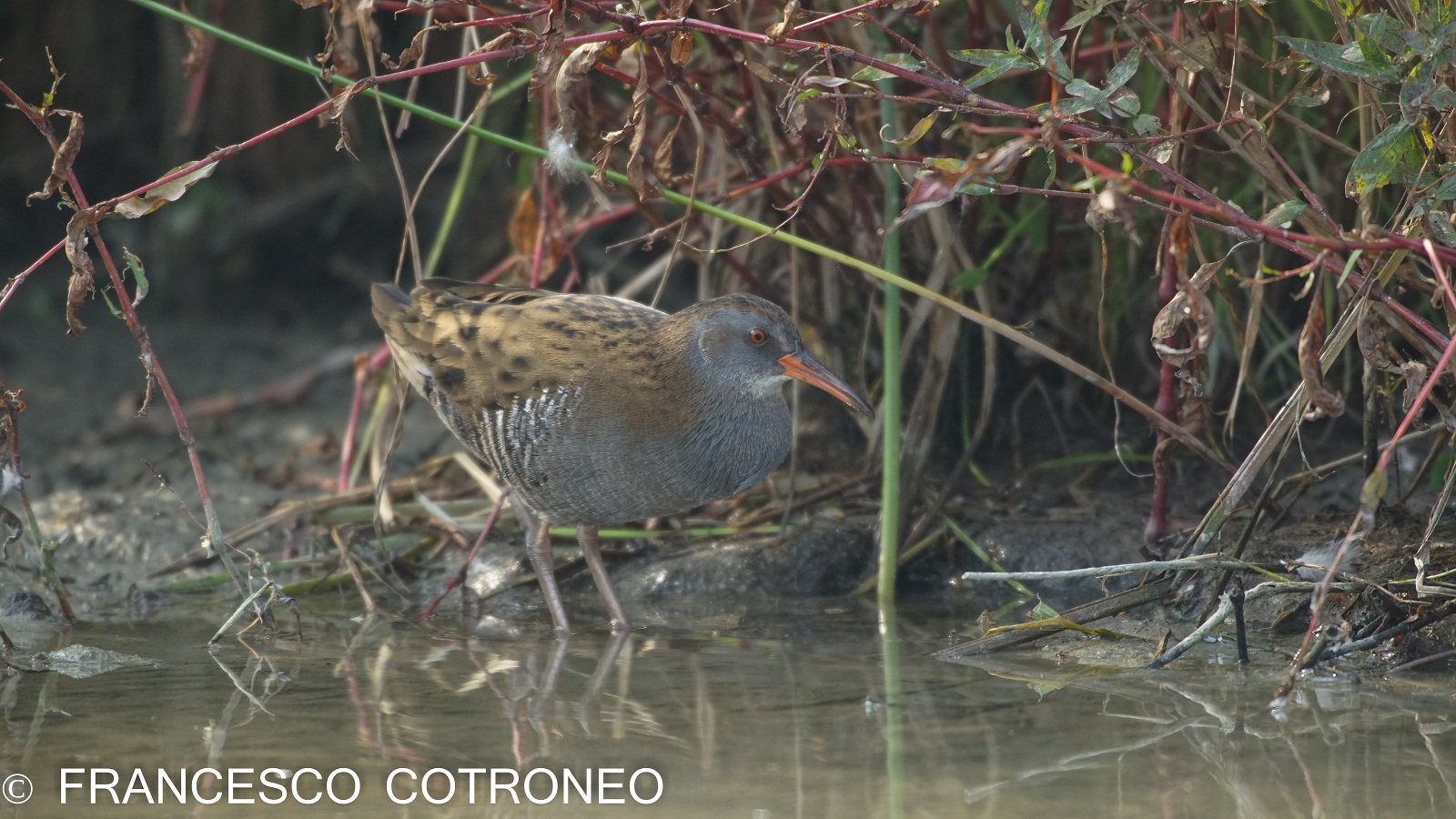 Porciglione vanitoso...