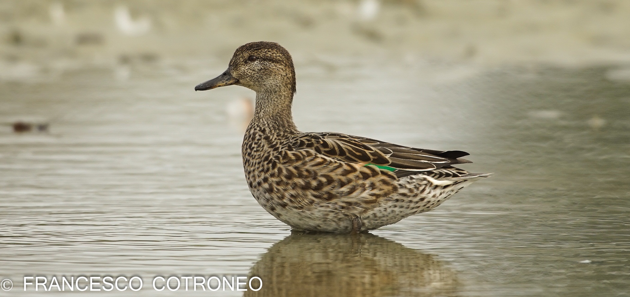 La mia prima piuma verde... Che bello!