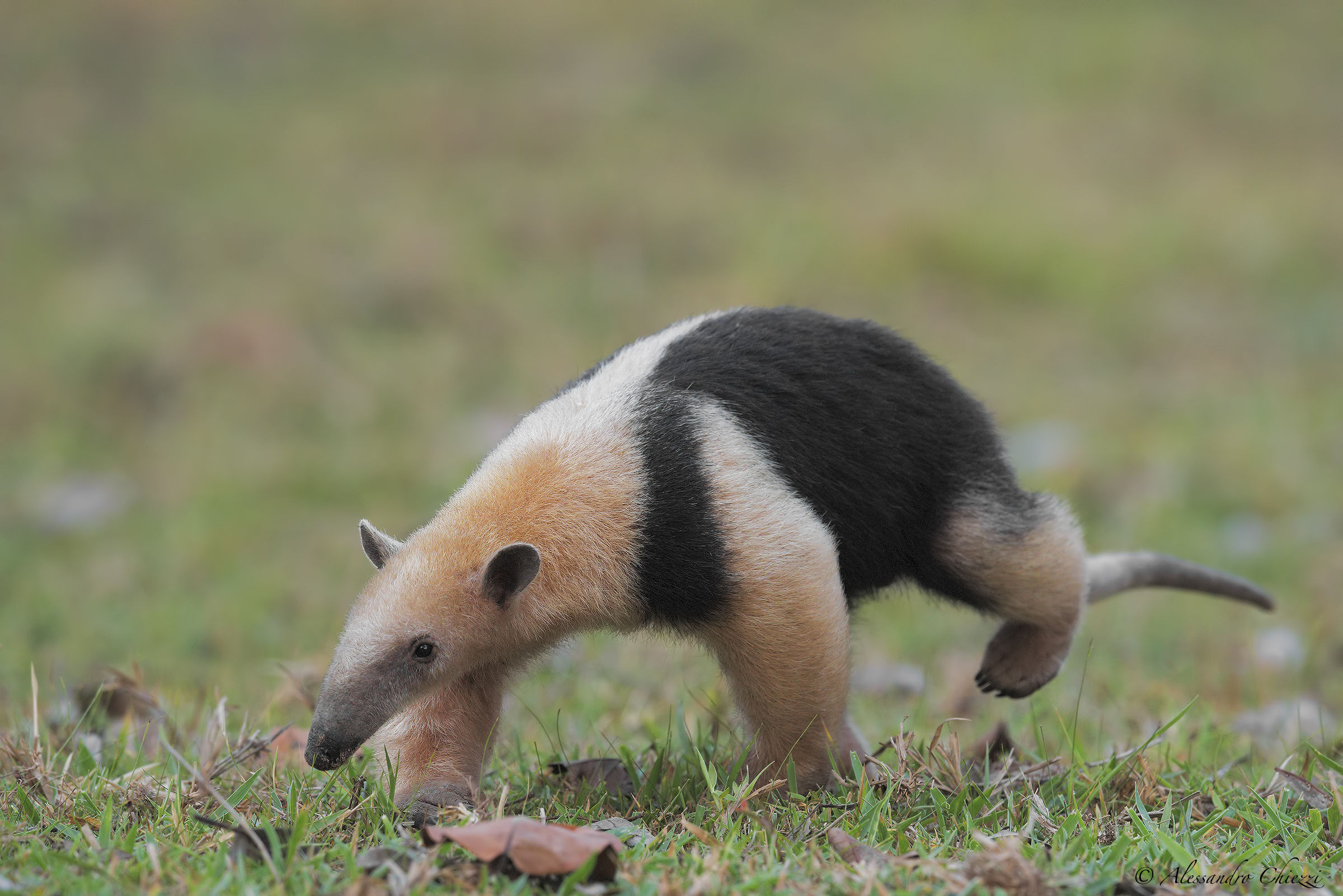 Tamandua