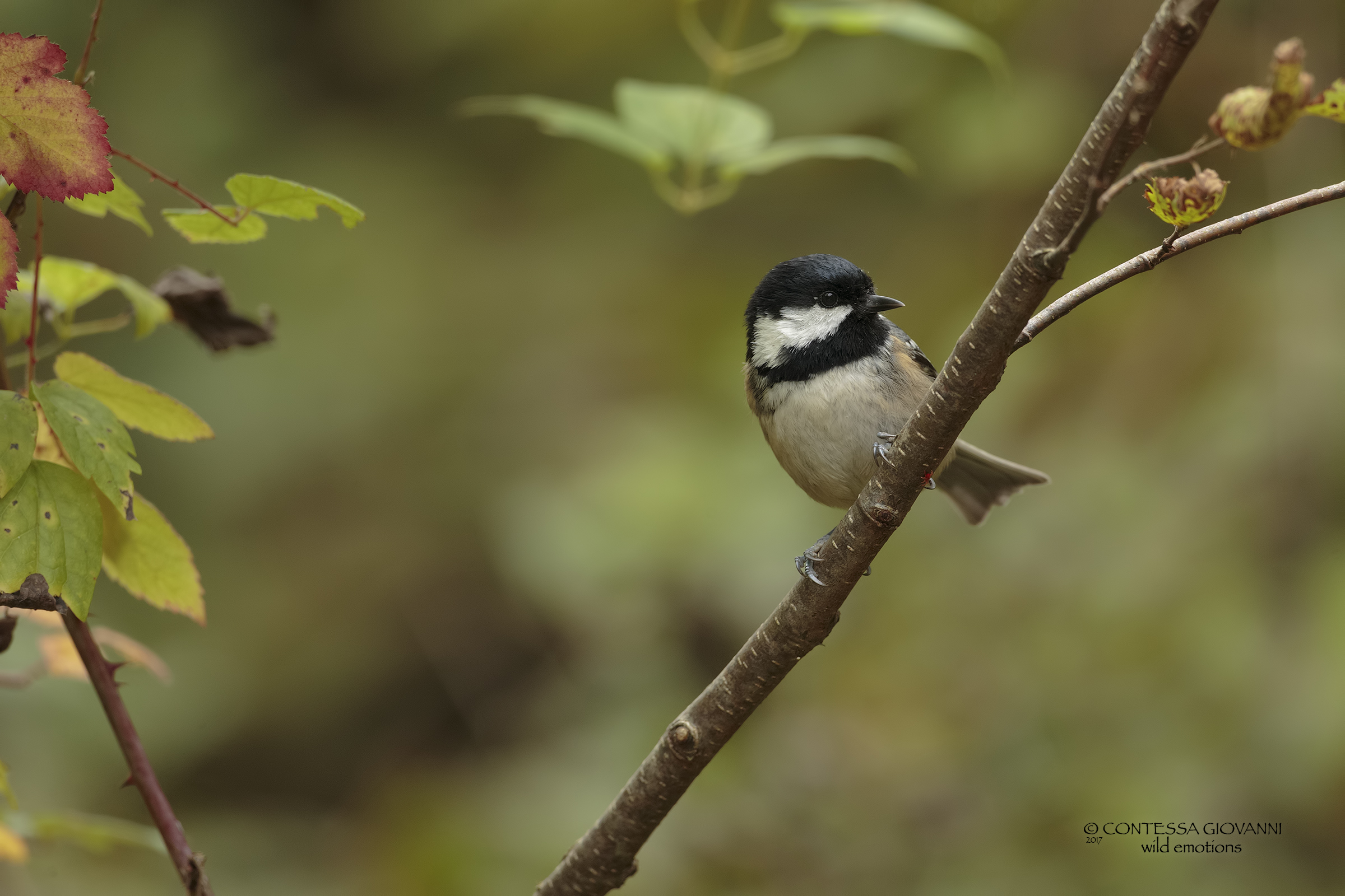 black sea urchin with red spider