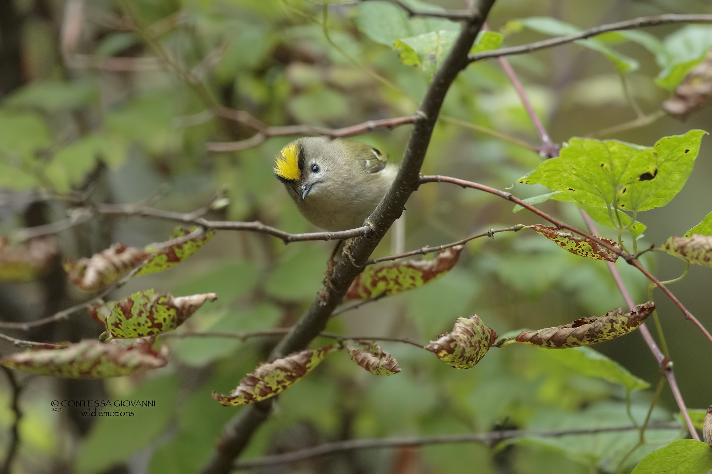 male florist among the branches ...