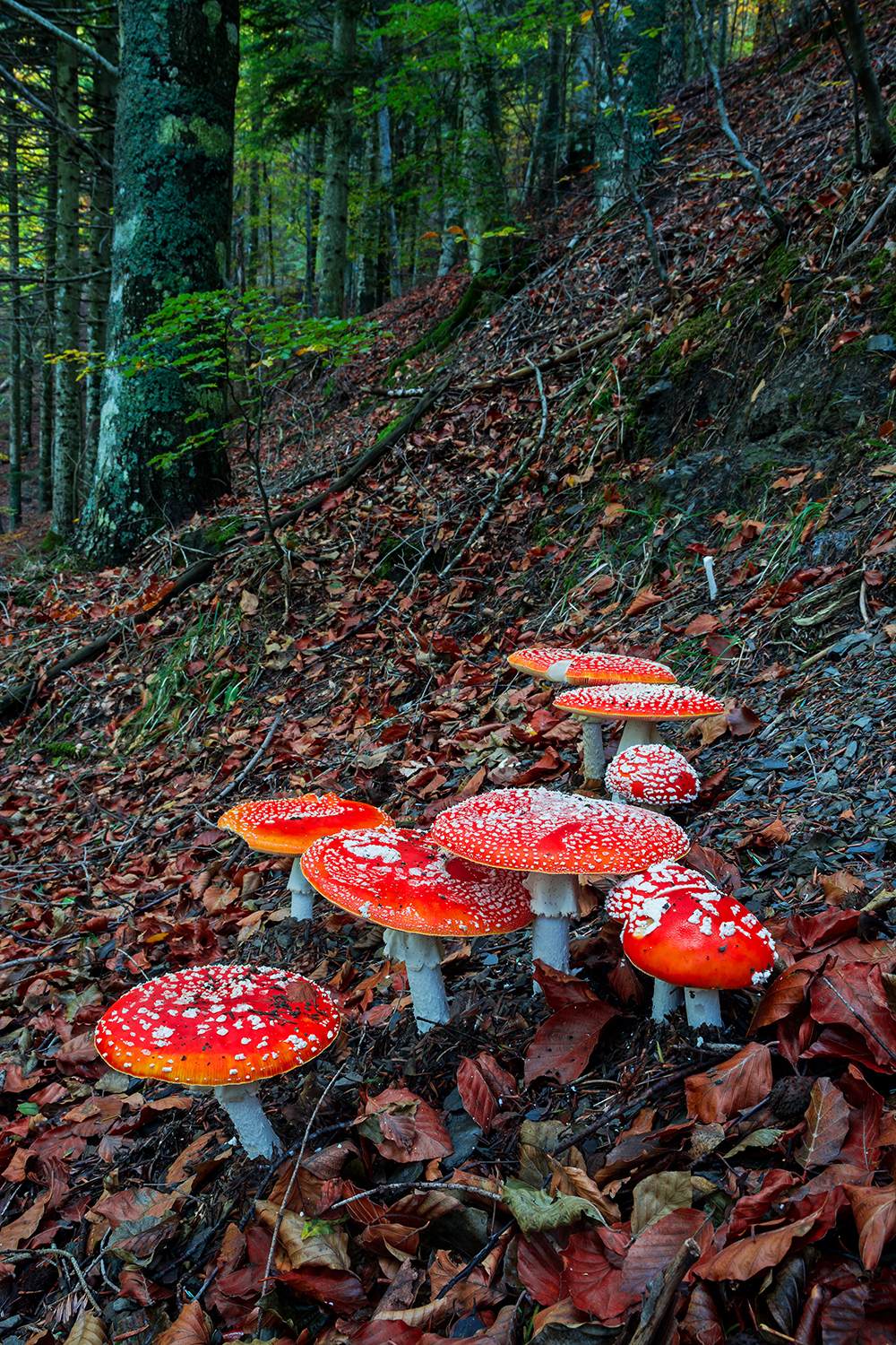 A little recommended