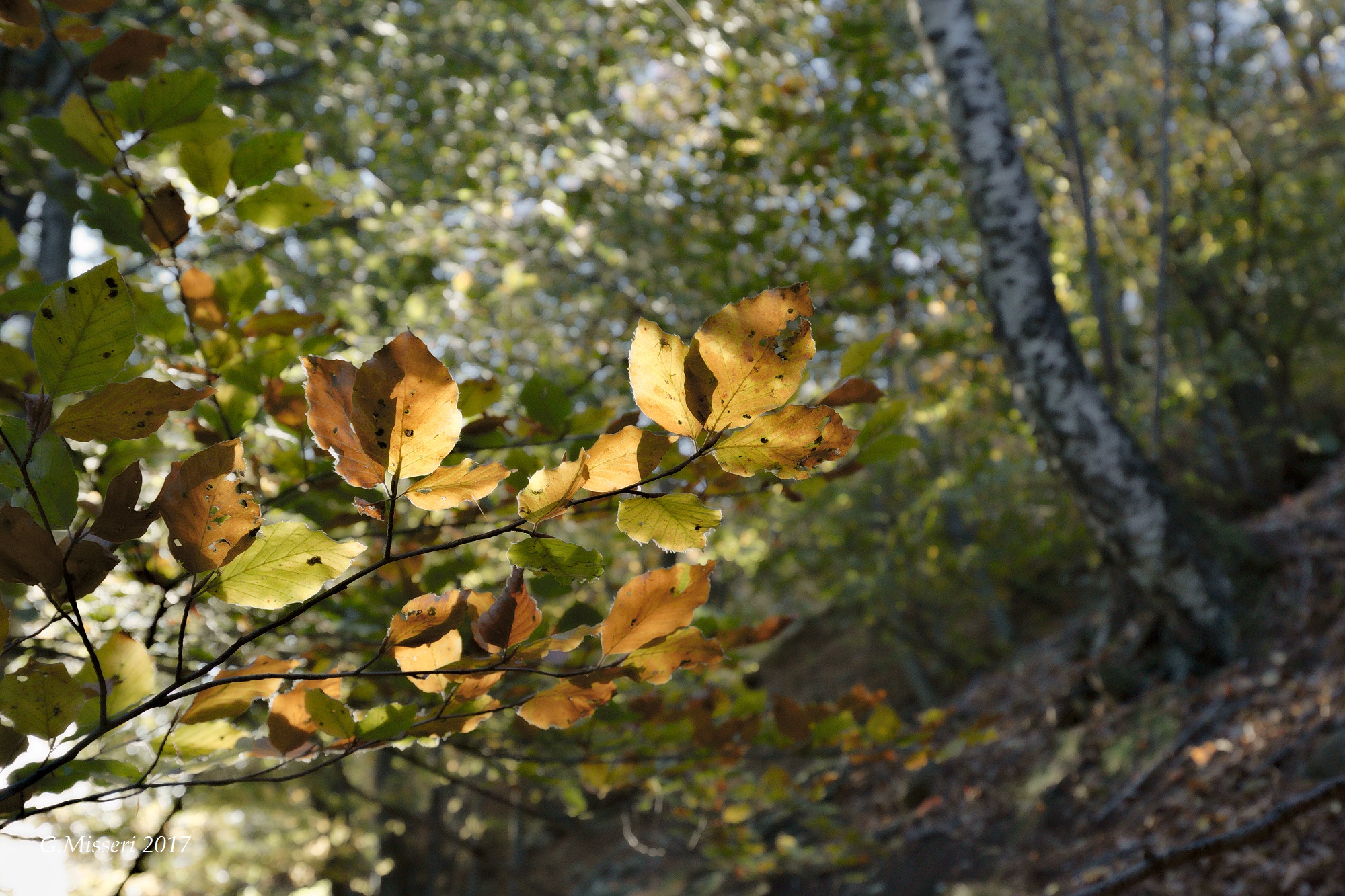 Reflections in the beech tree
