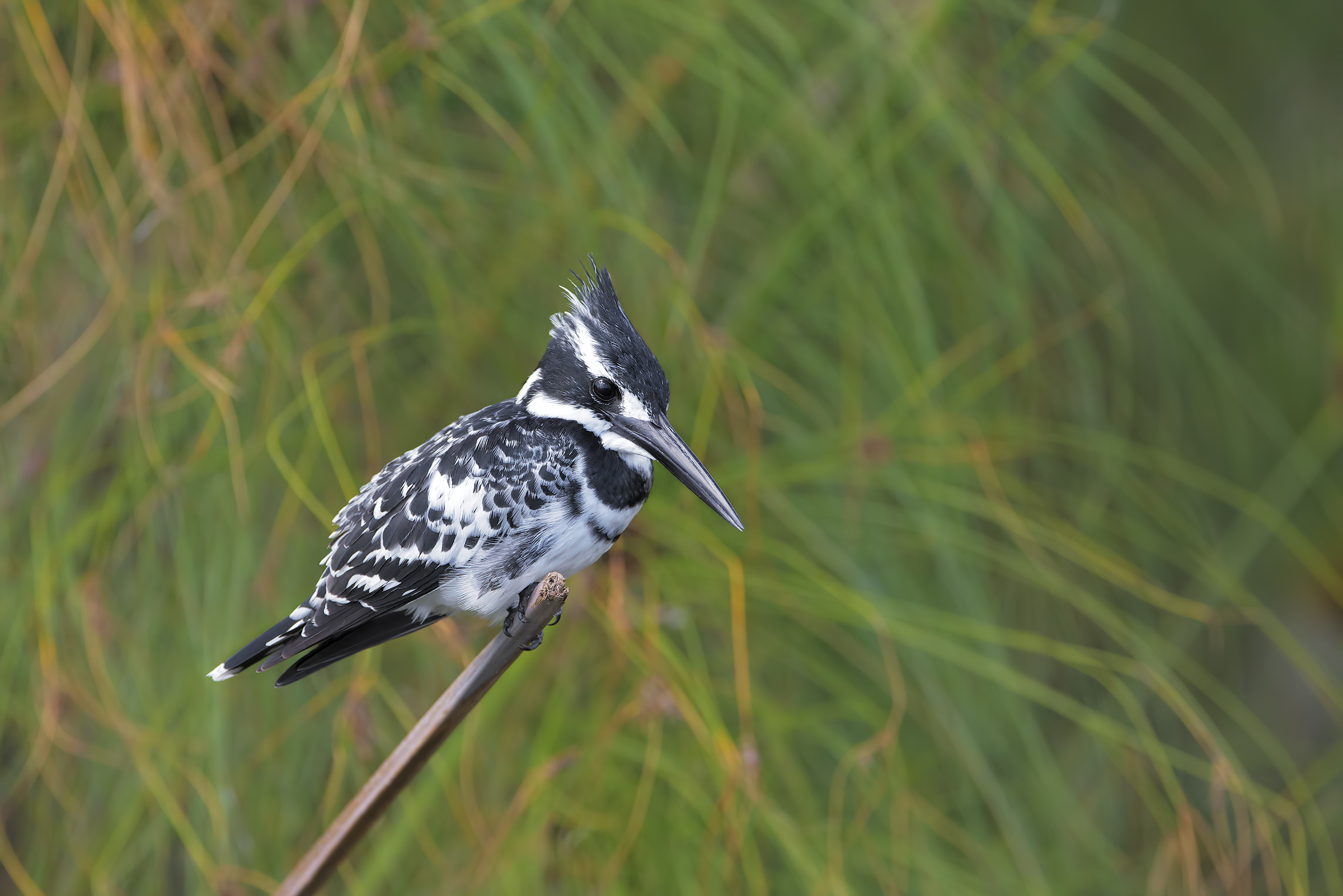 Un Martino al Naivasha