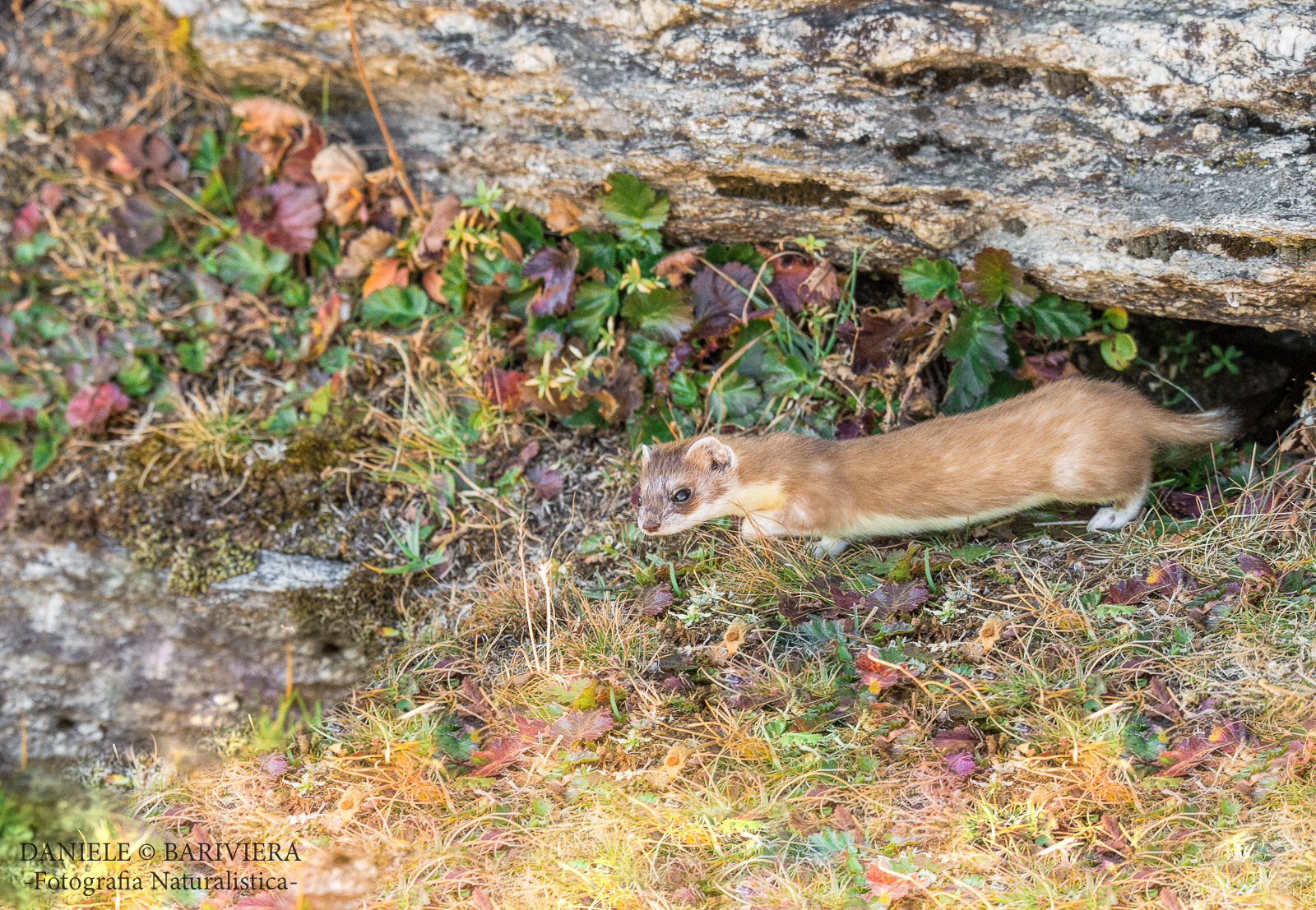 The ermine and colors of Autumn