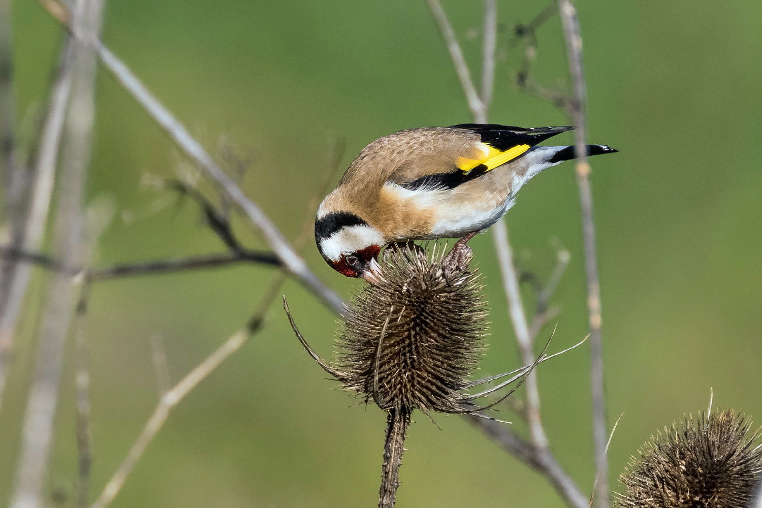 Cardellino su cardo.