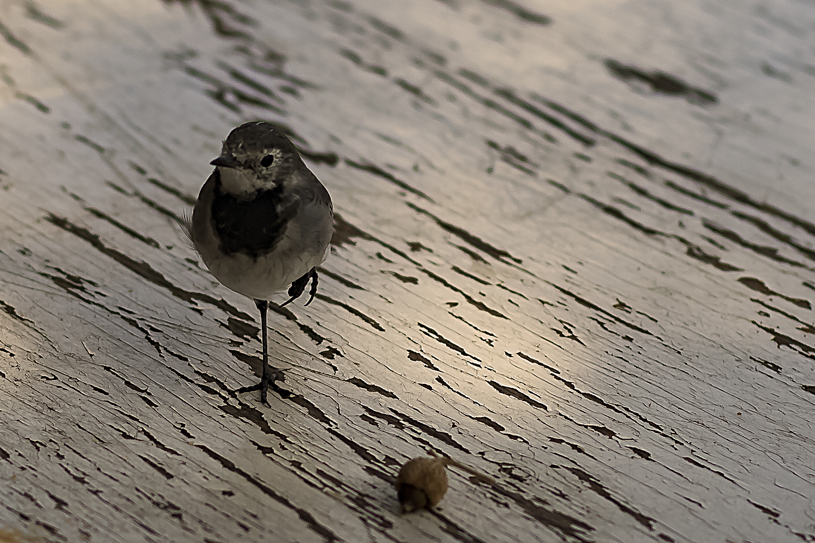 Uccellino trampoliere