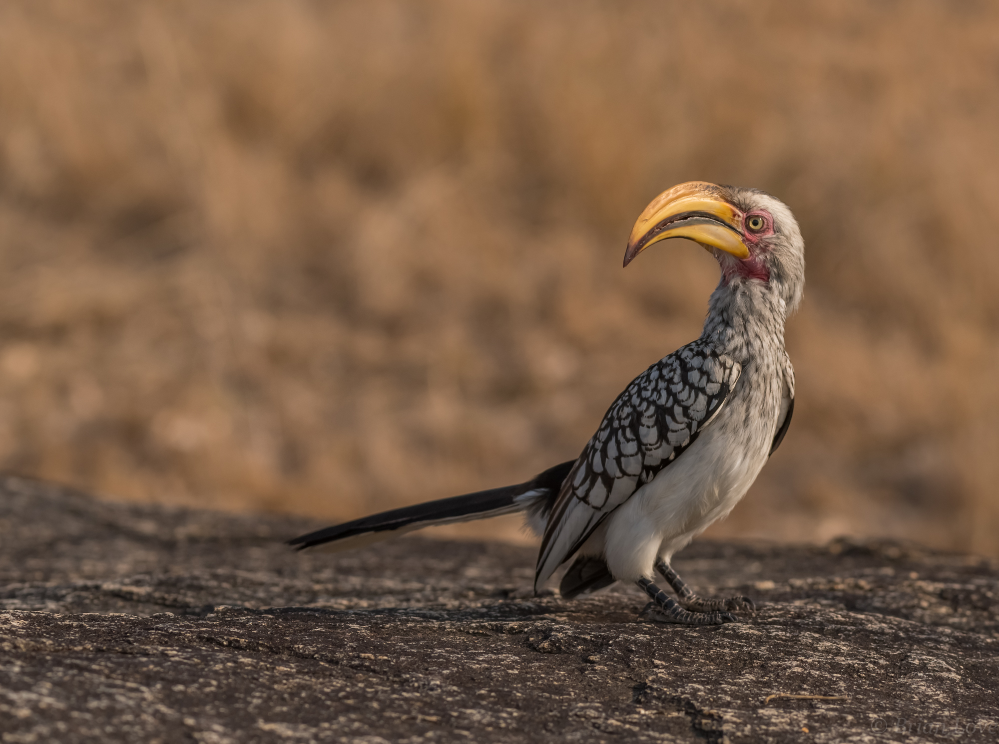 Southern yellow-billed hornbill