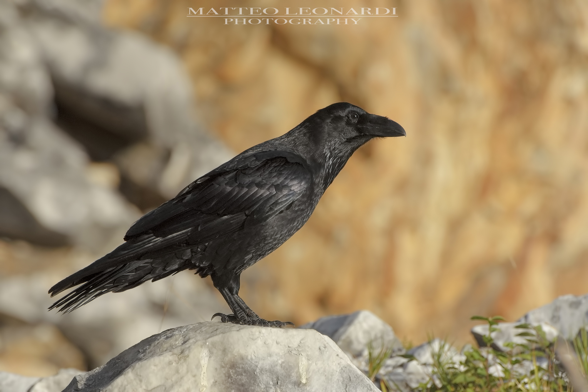 Imperial Corvo - Apuan Alps