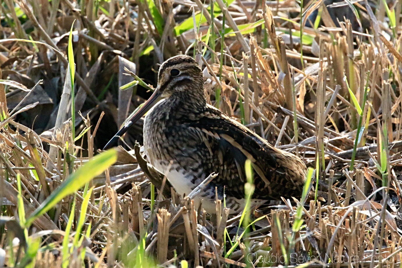 Snipe