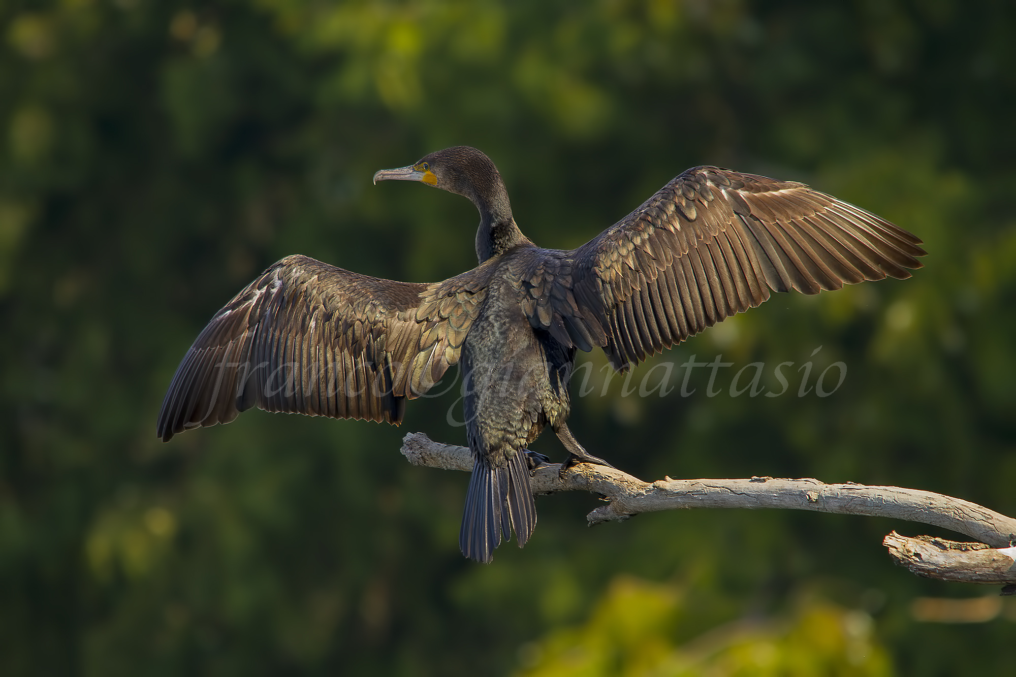Cormorant in the sun.