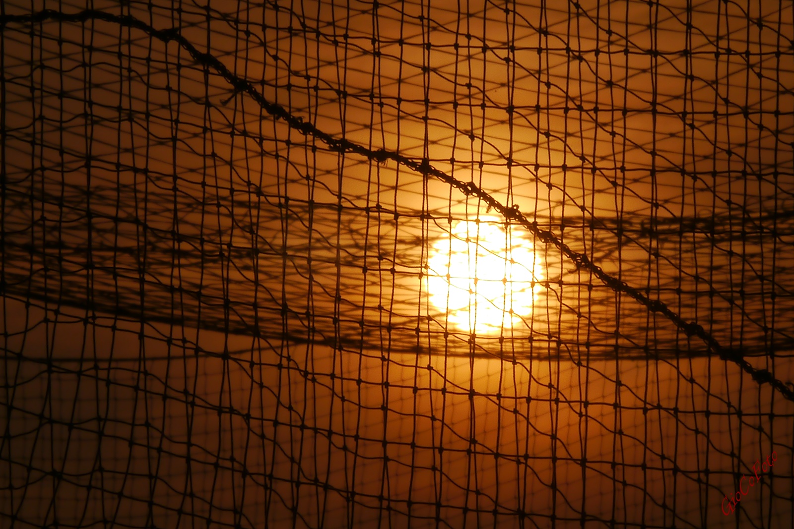 taken in the net