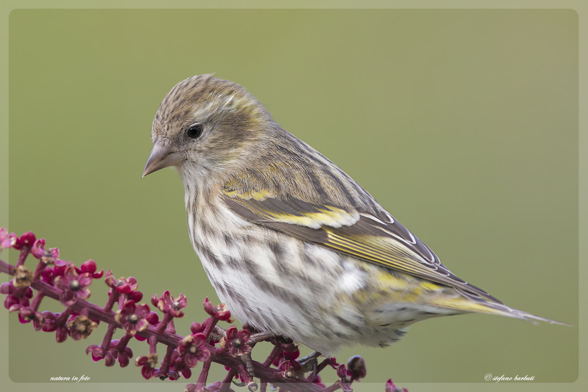 Female lark
