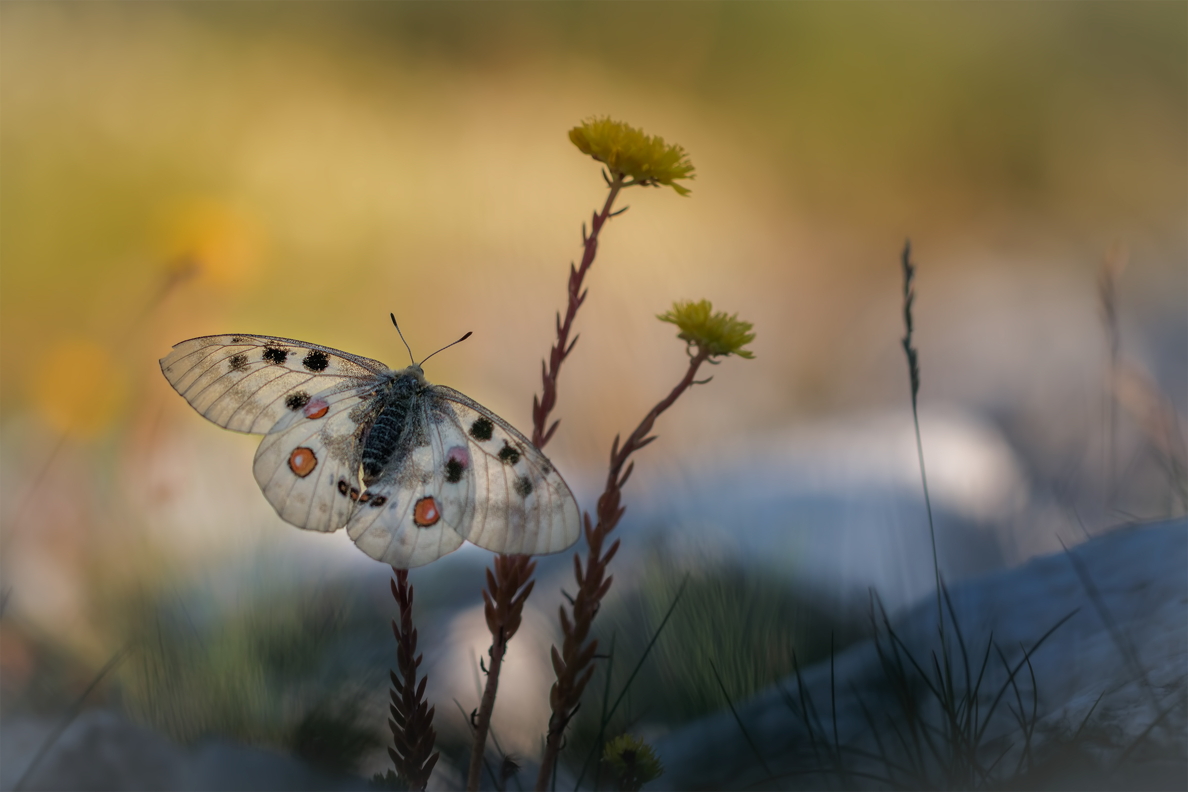 Pronto per il decollo