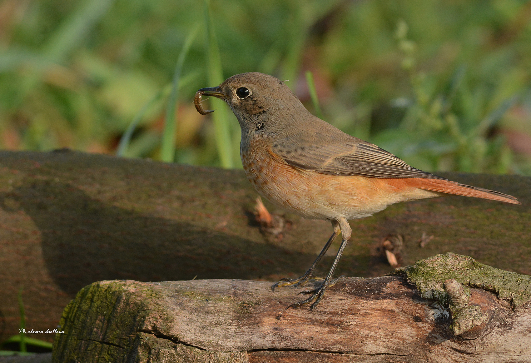 the shadow of the chord