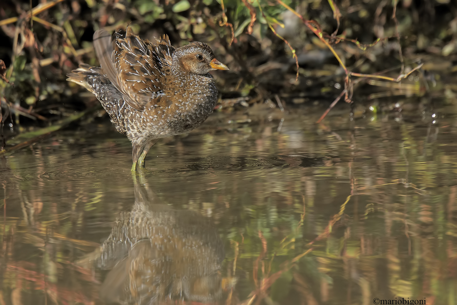spotted crake