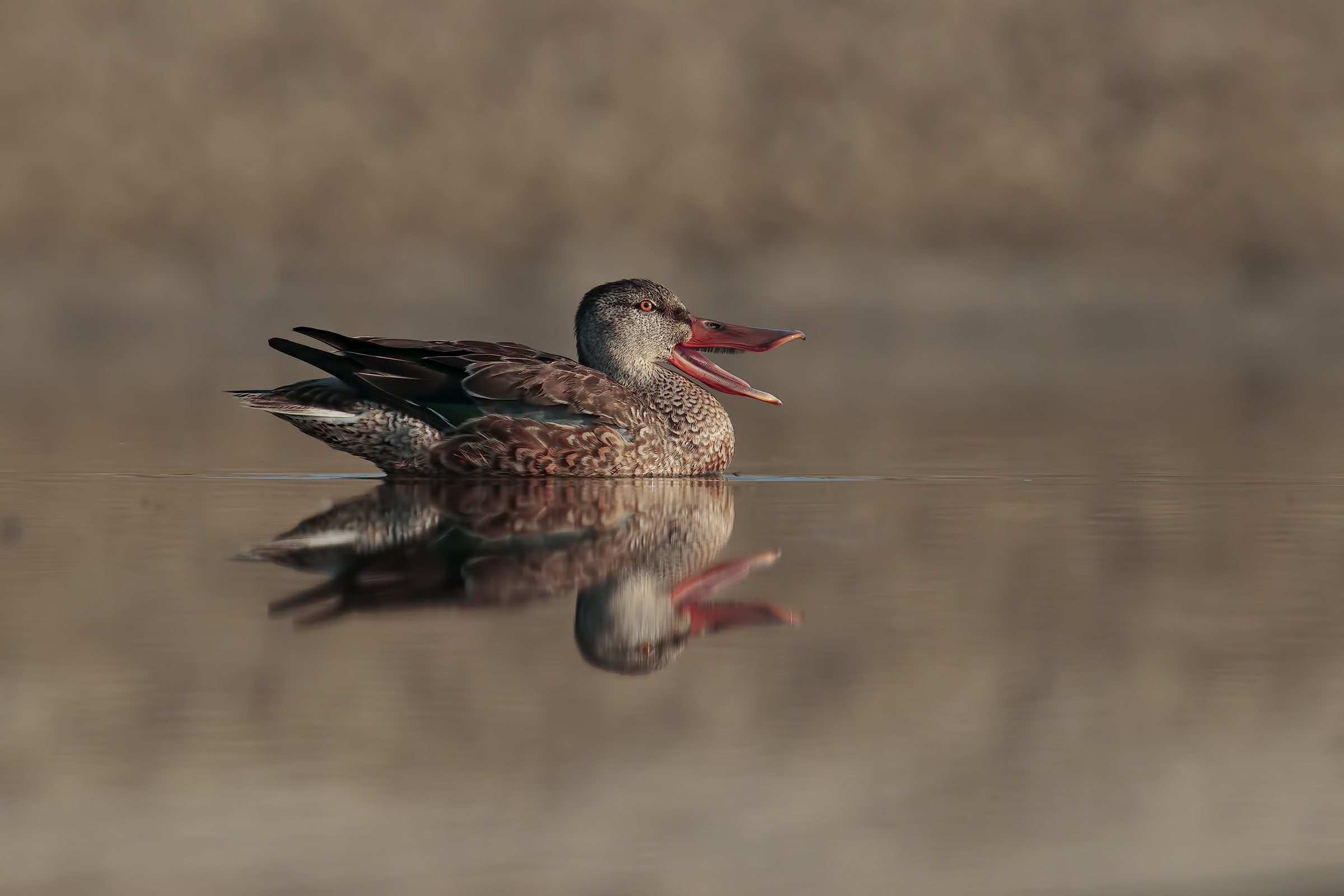 Shoveler