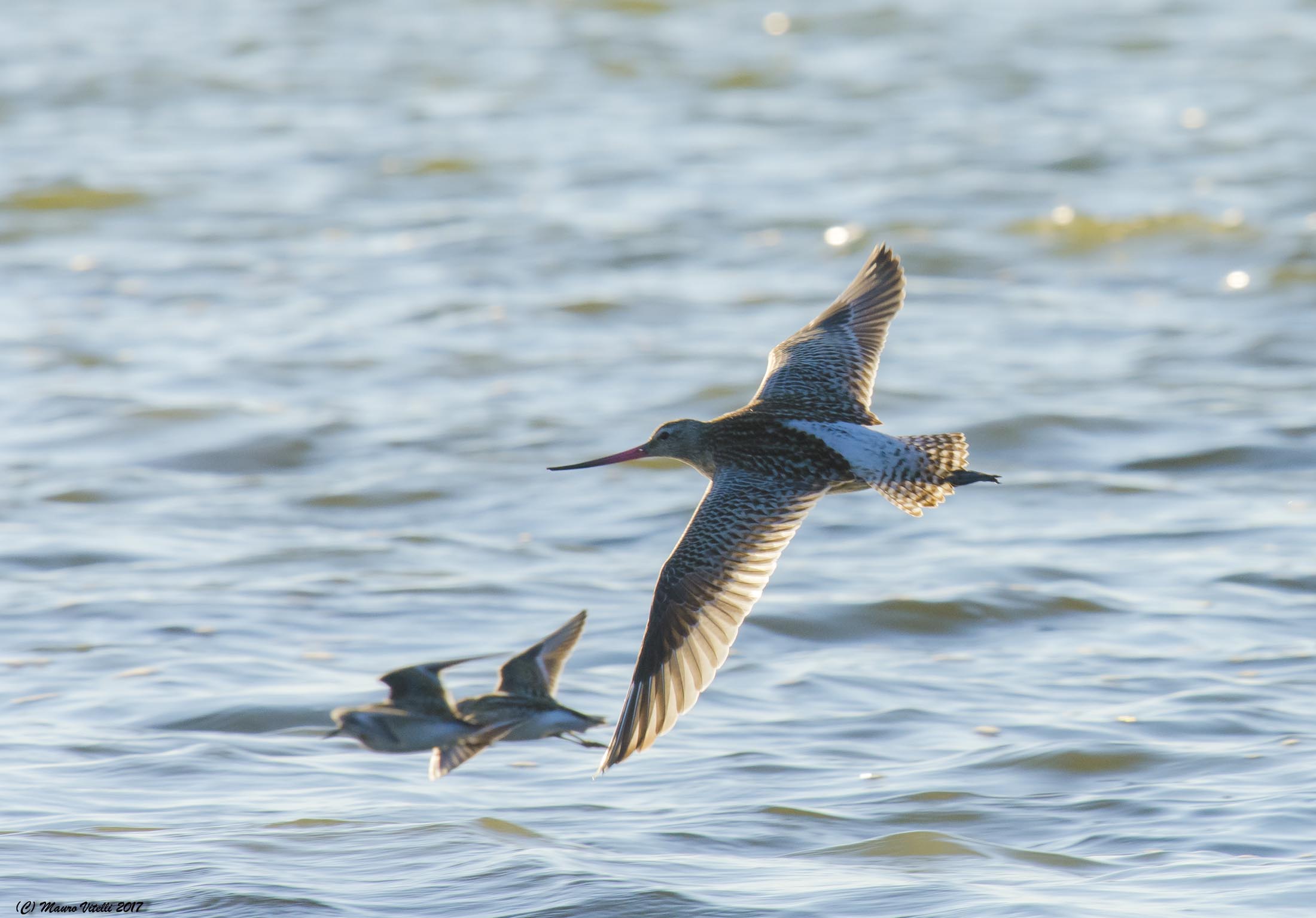 Little Piece (Limousin lapponica)