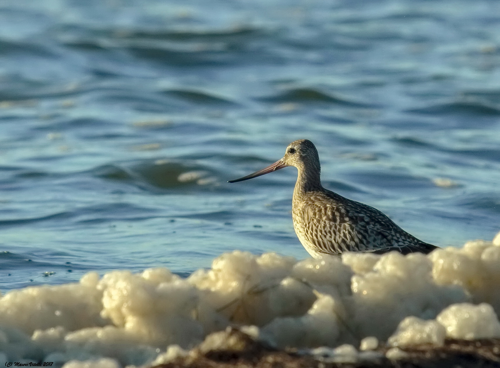 Little Piece (Limousin lapponica)