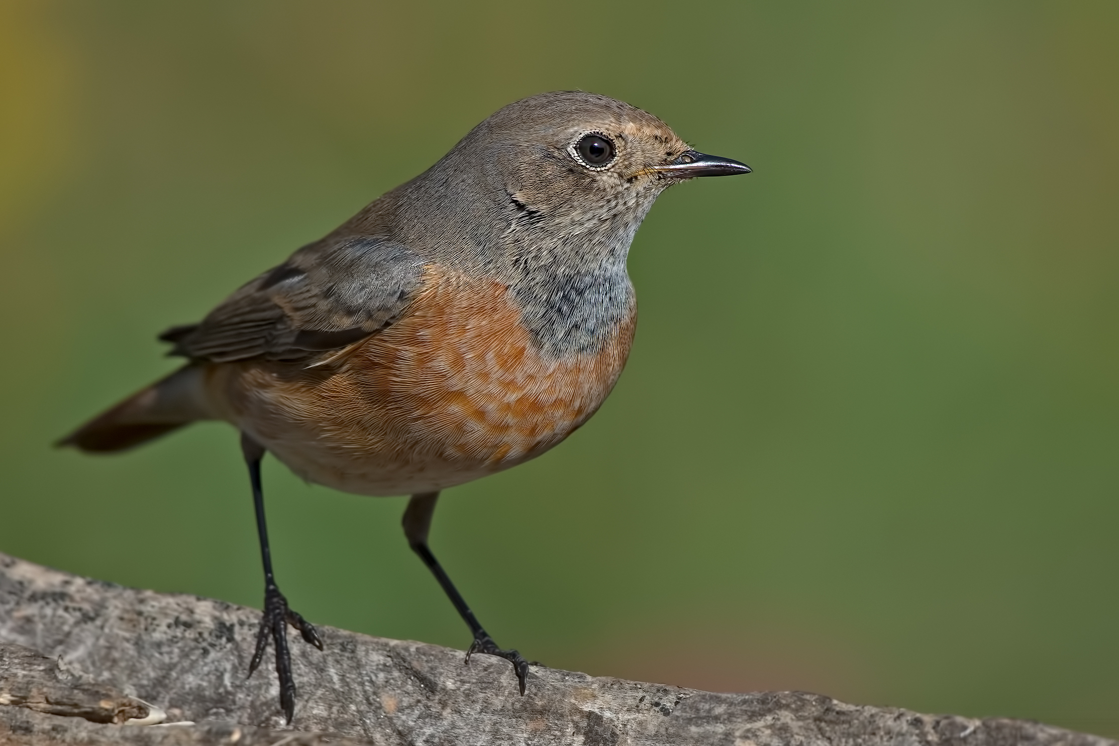 Female quail (Phoenicurus phoenicurus)