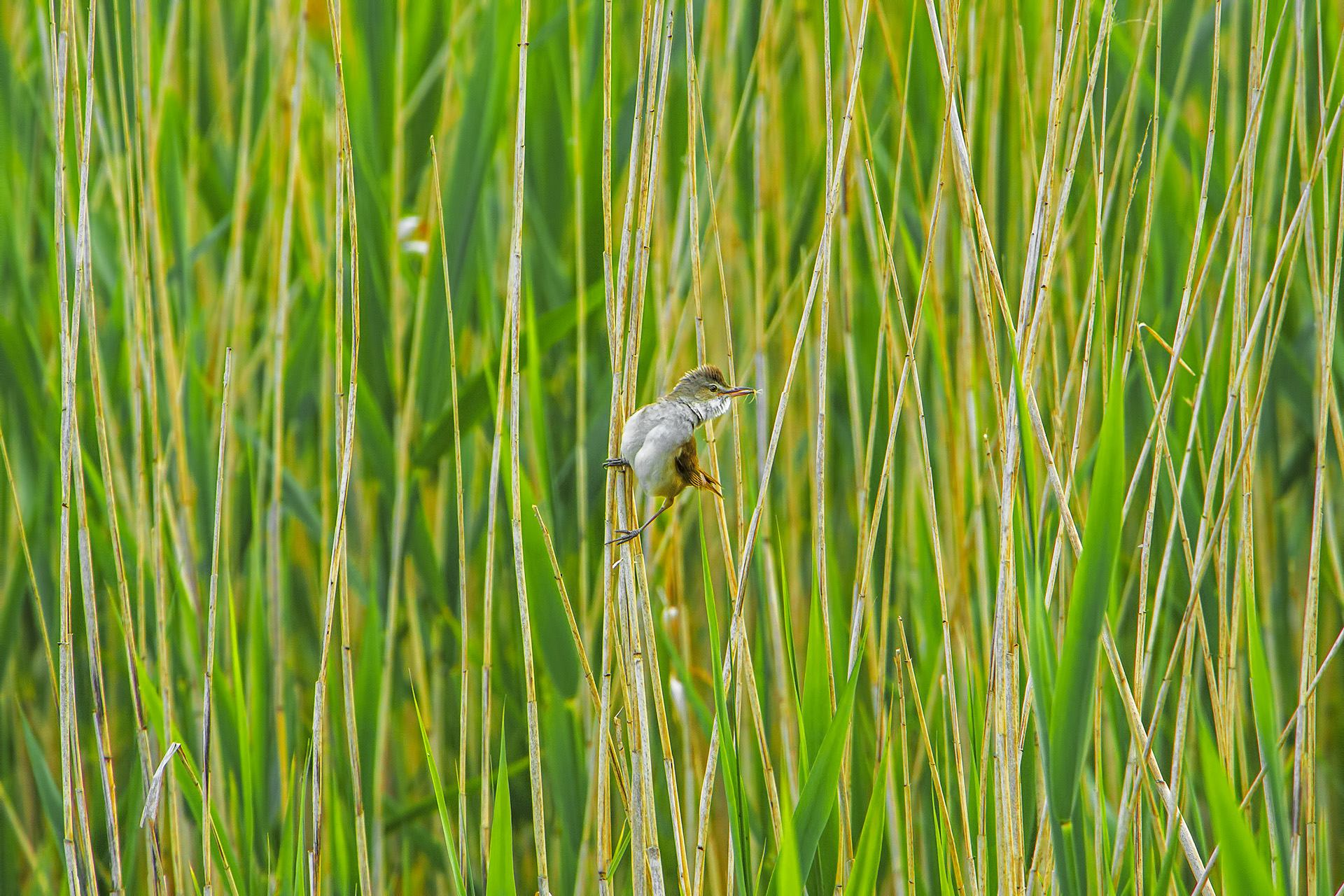 Acrocephalus arundinaceus (Cannareccione)