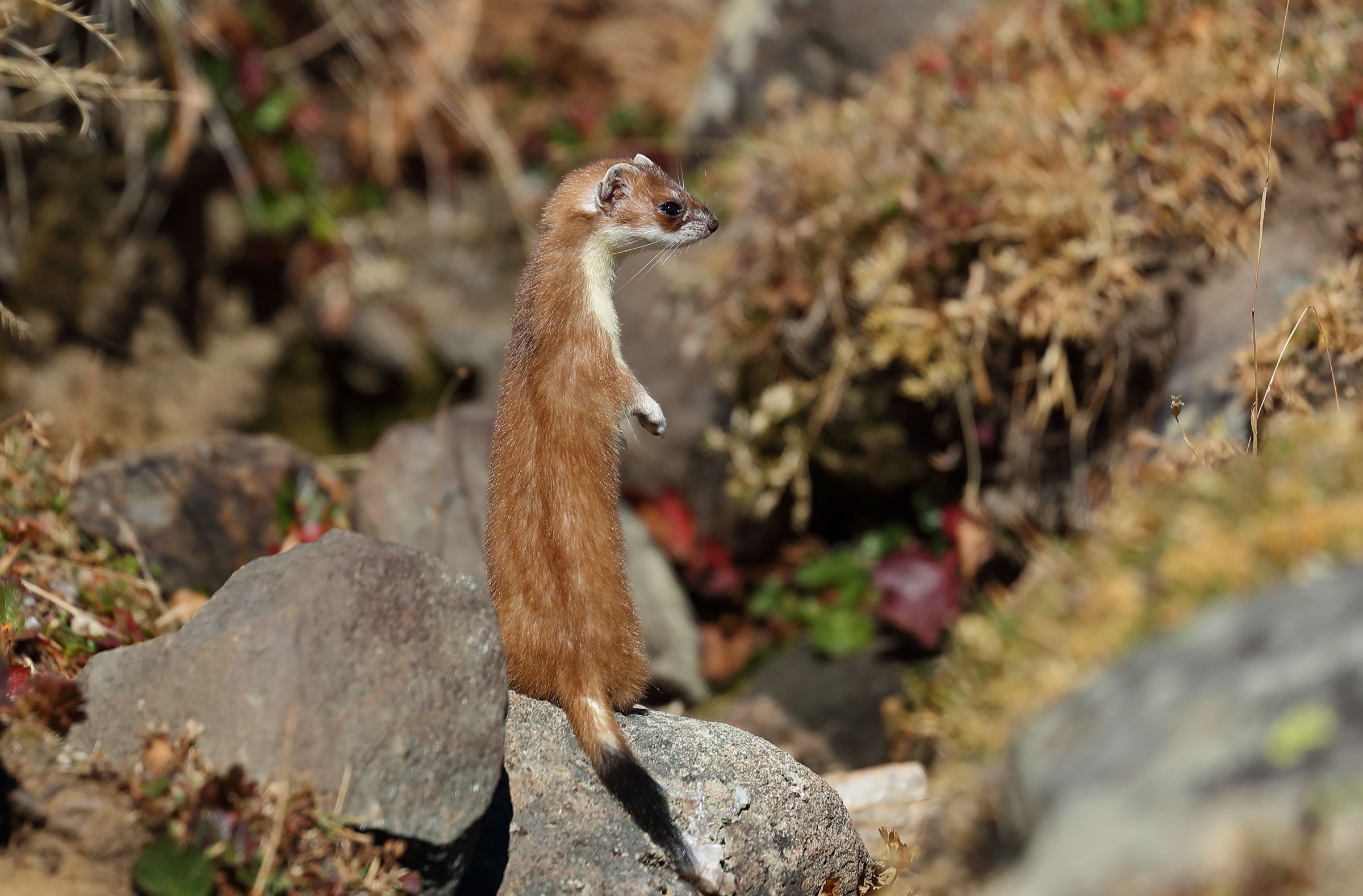 Ermellino on the watch