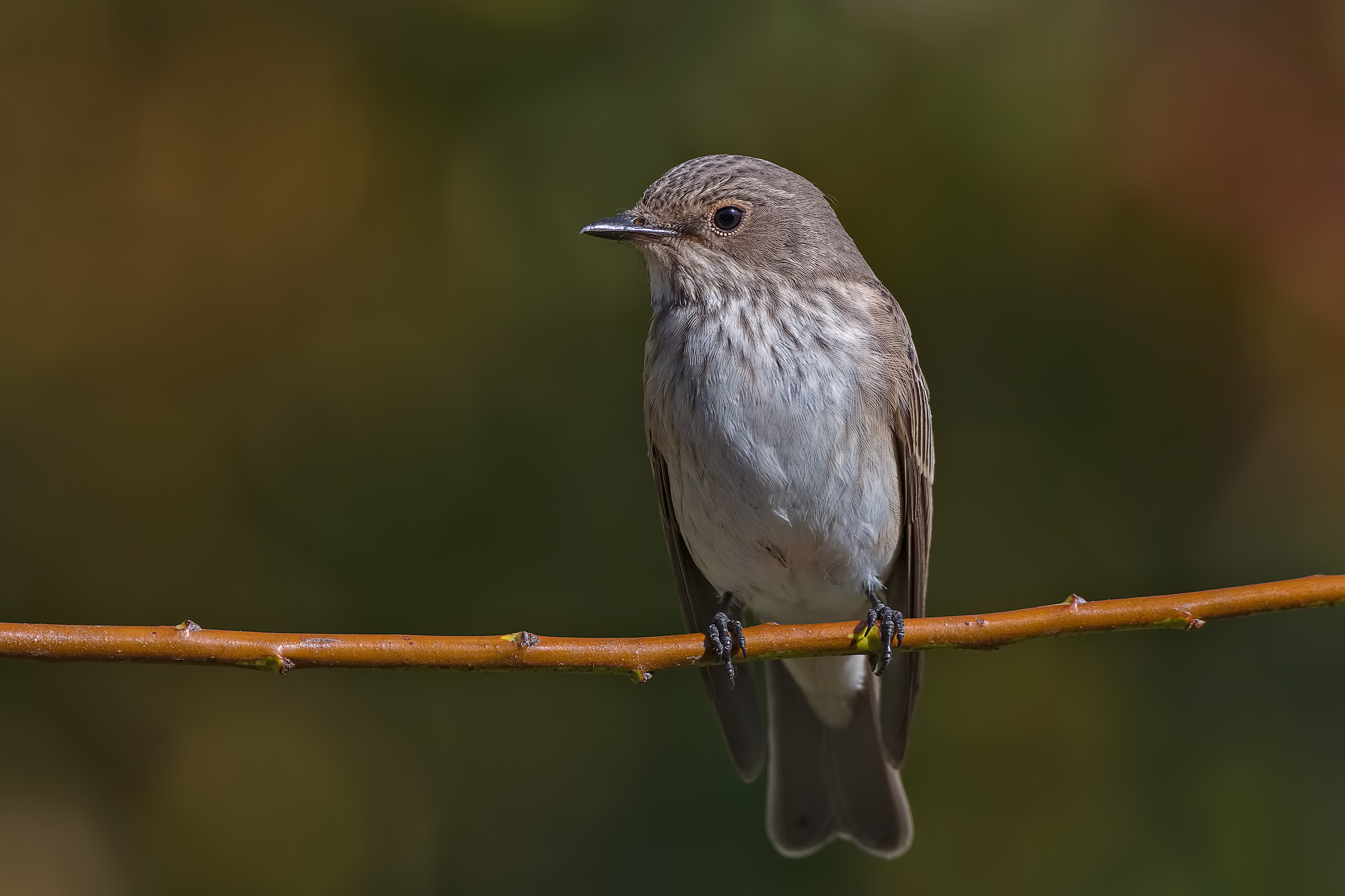 Pigliamosche (Muscicapa striata)