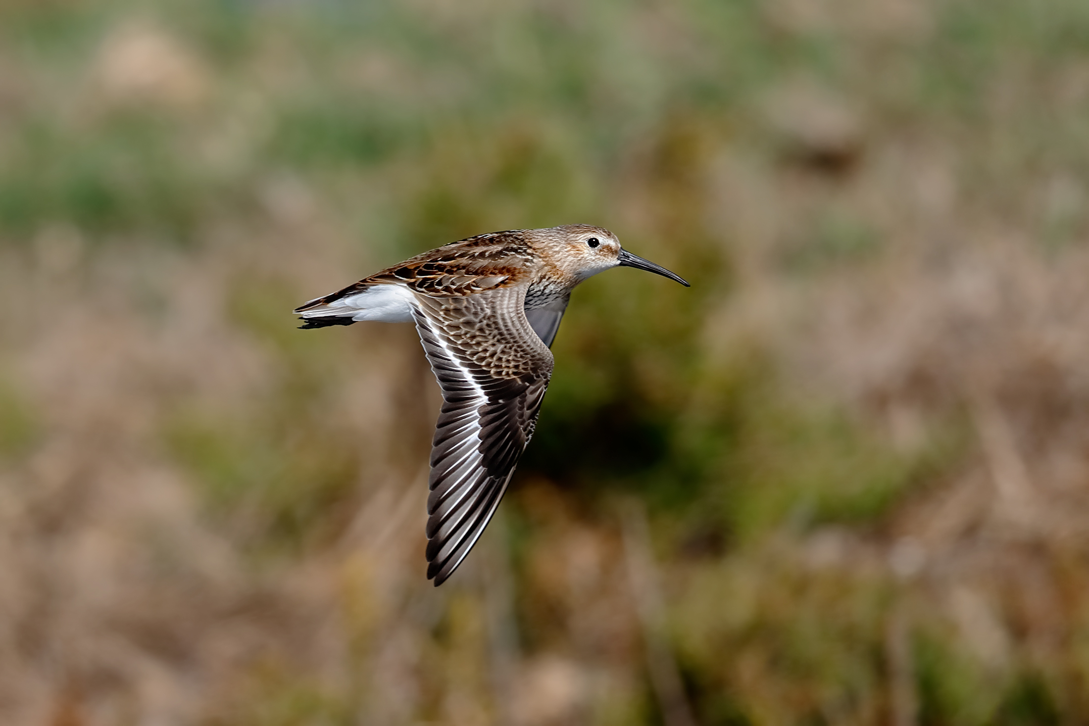 Piovanello pancianera