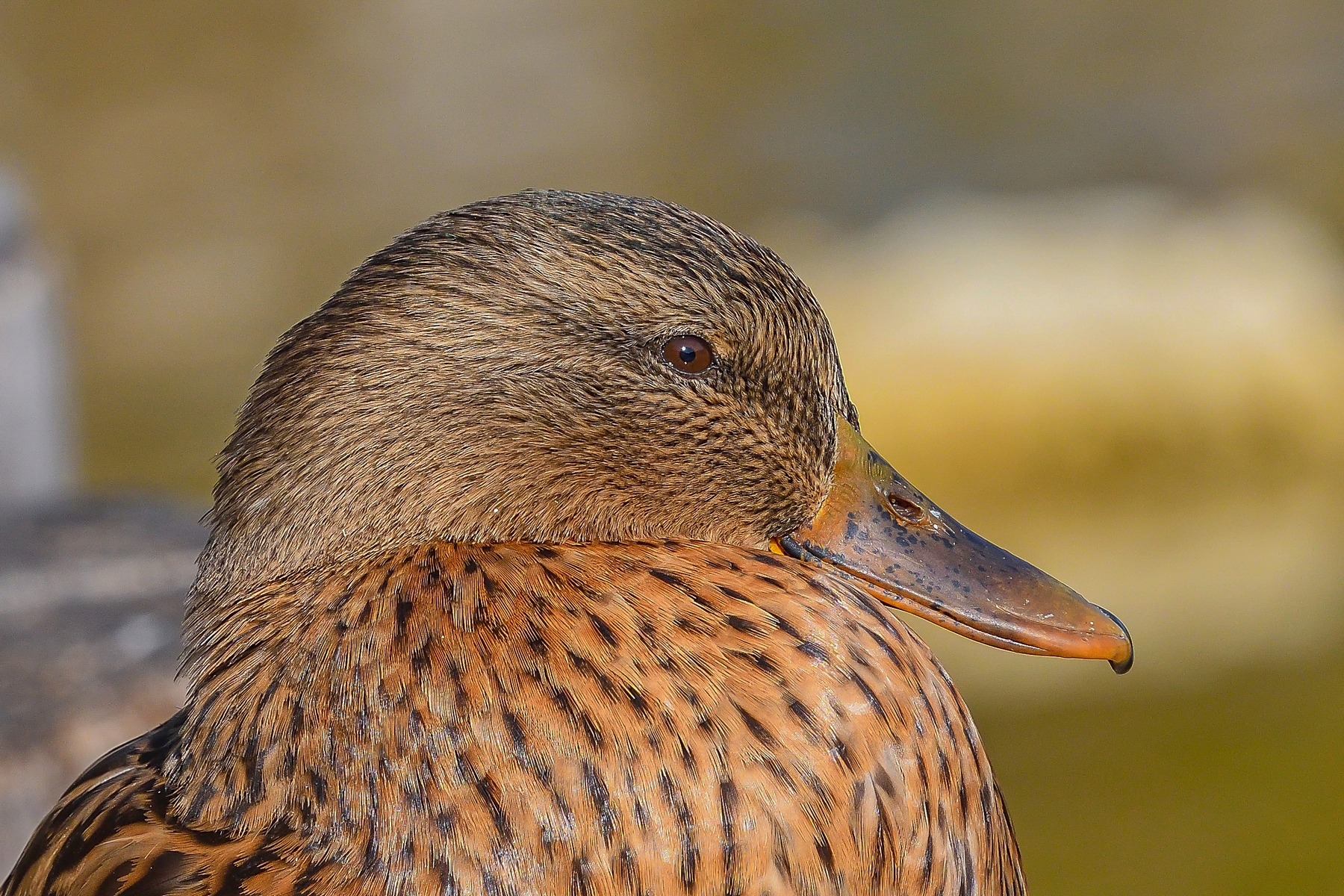 Female duck