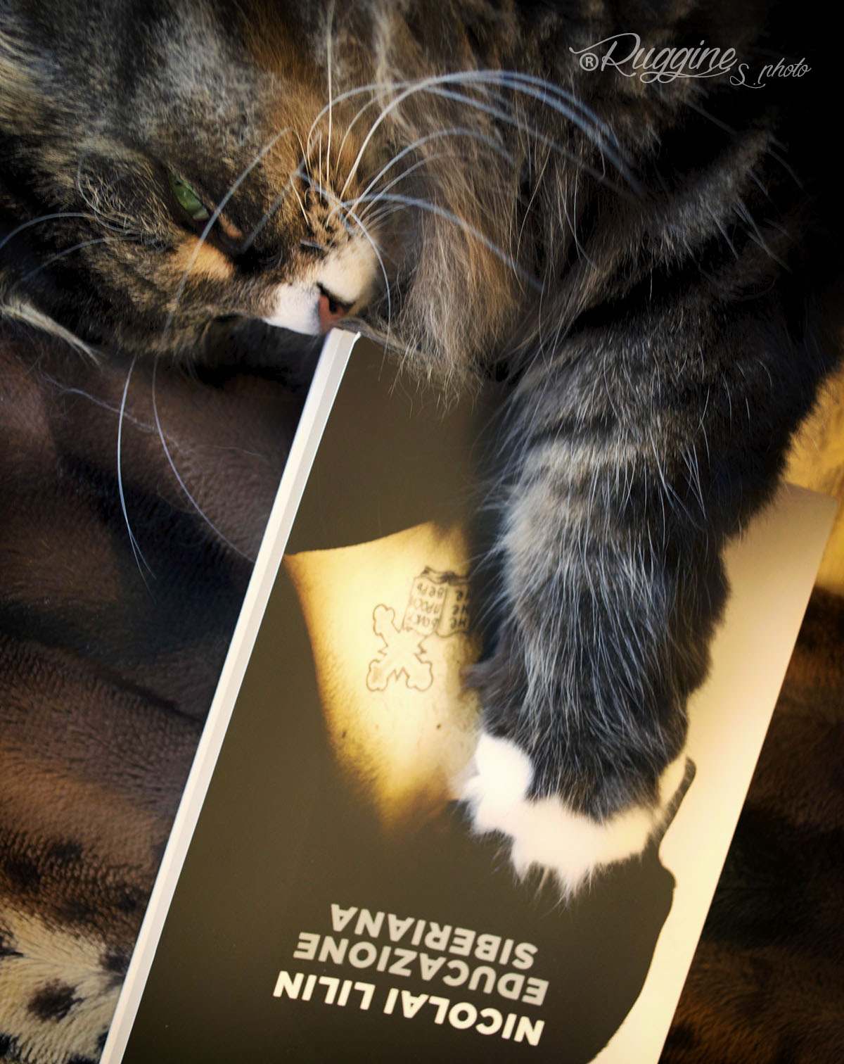 Siberian is born ... Siberian Rousse of Km