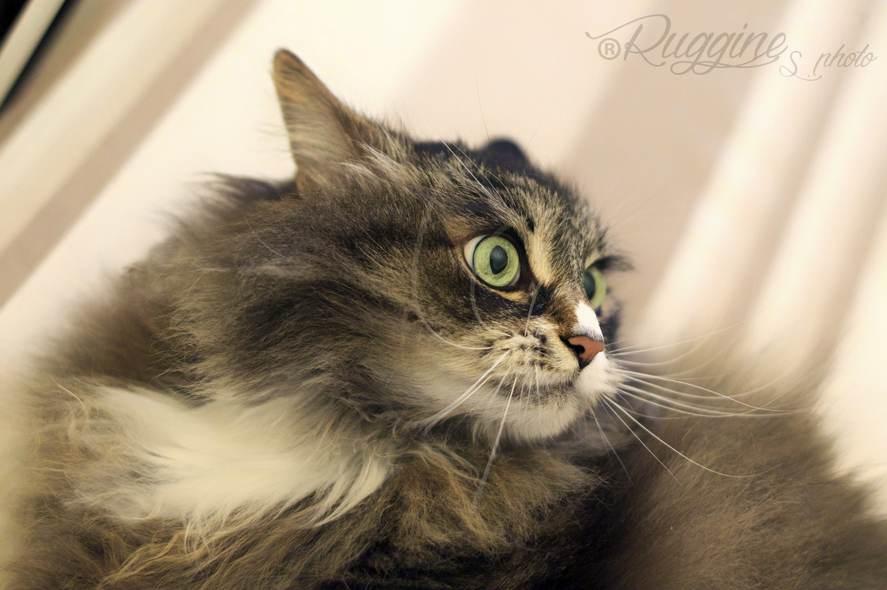 Km of Siberian Ruggin