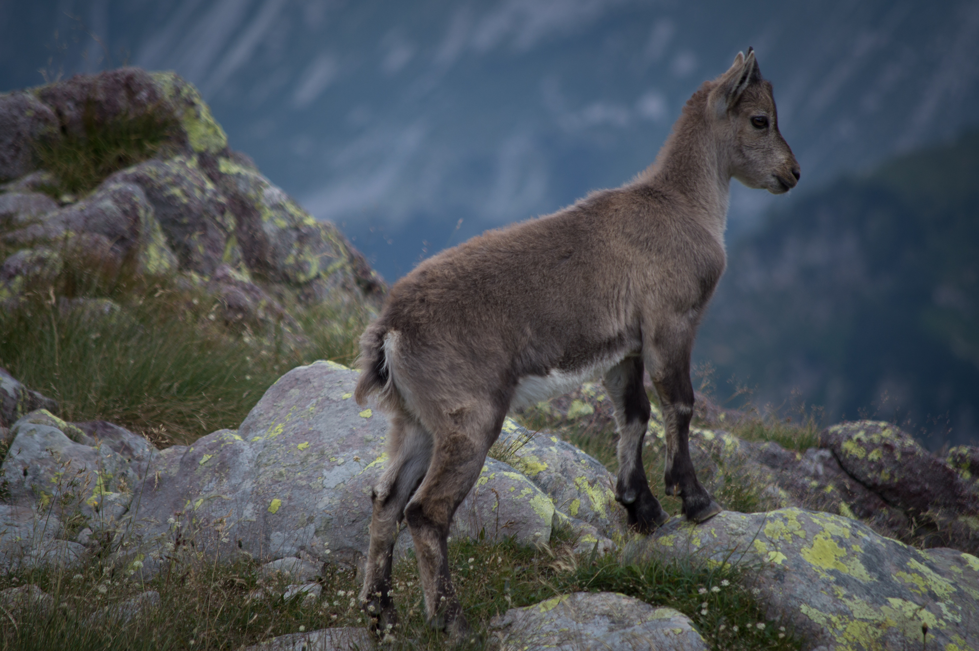 Cucciolo di Capricorno