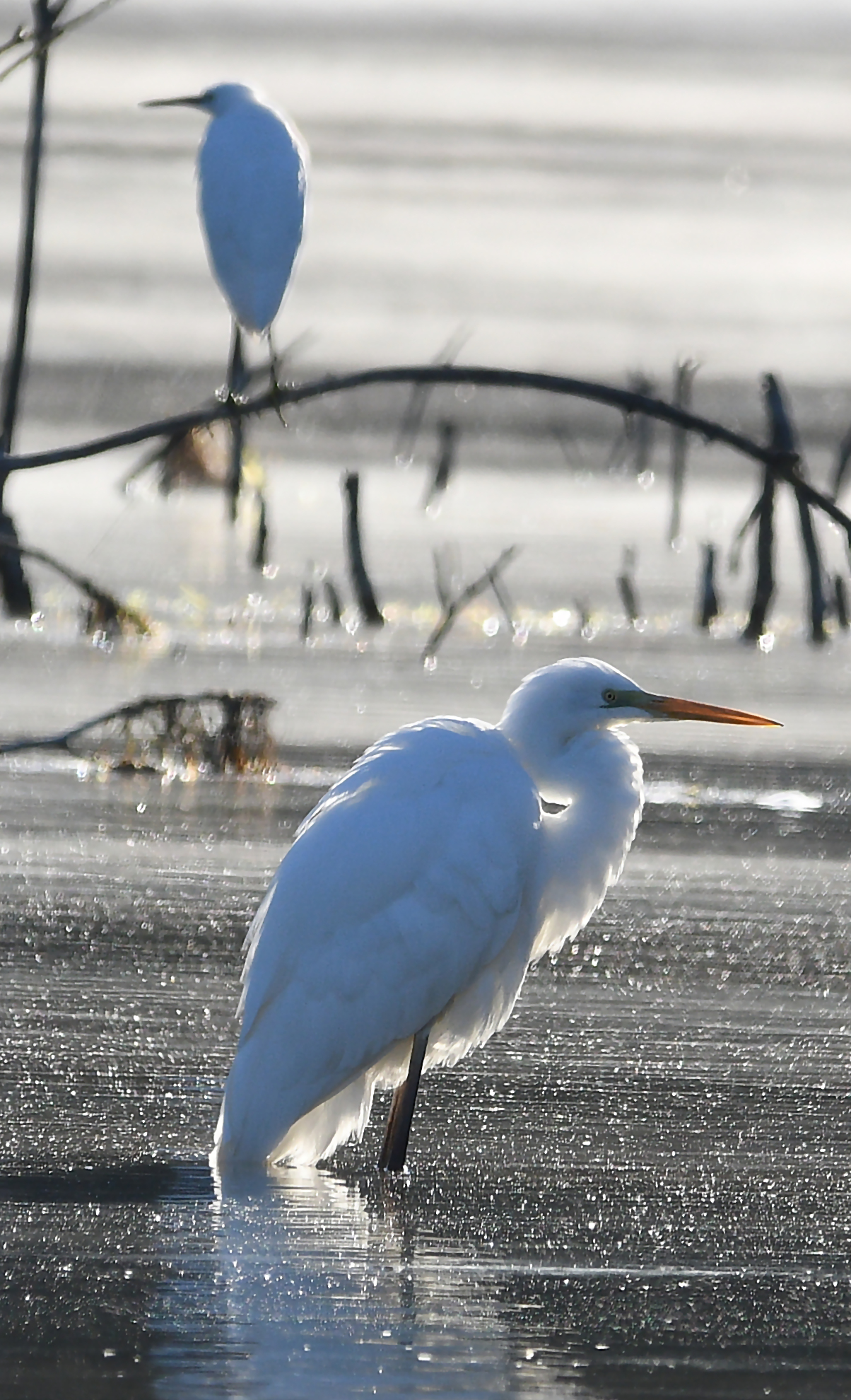 Egret