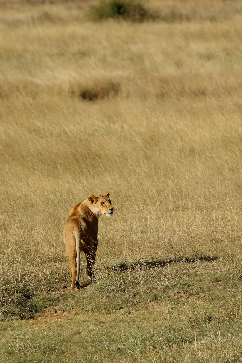 The Endless Plain...