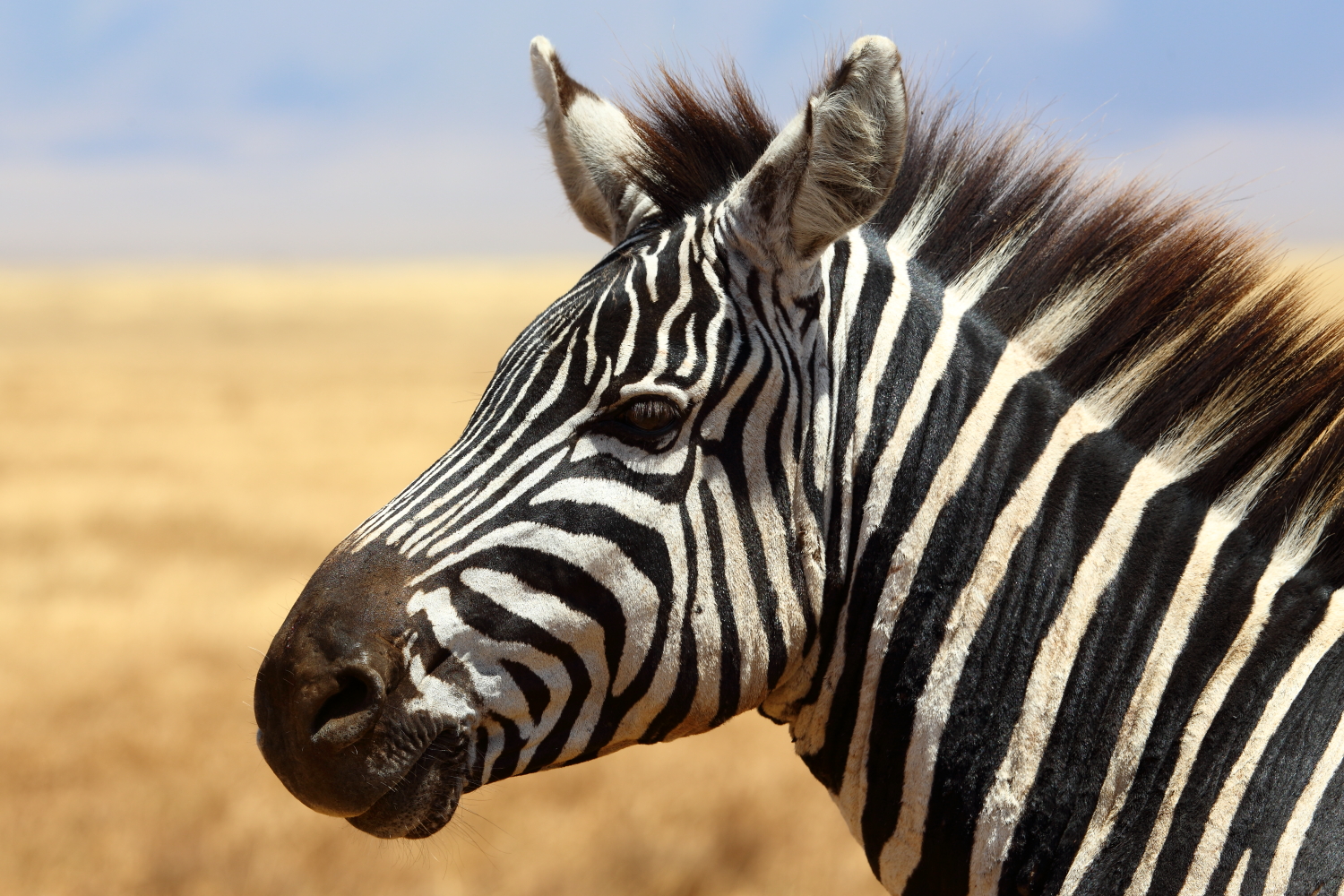 Zebra