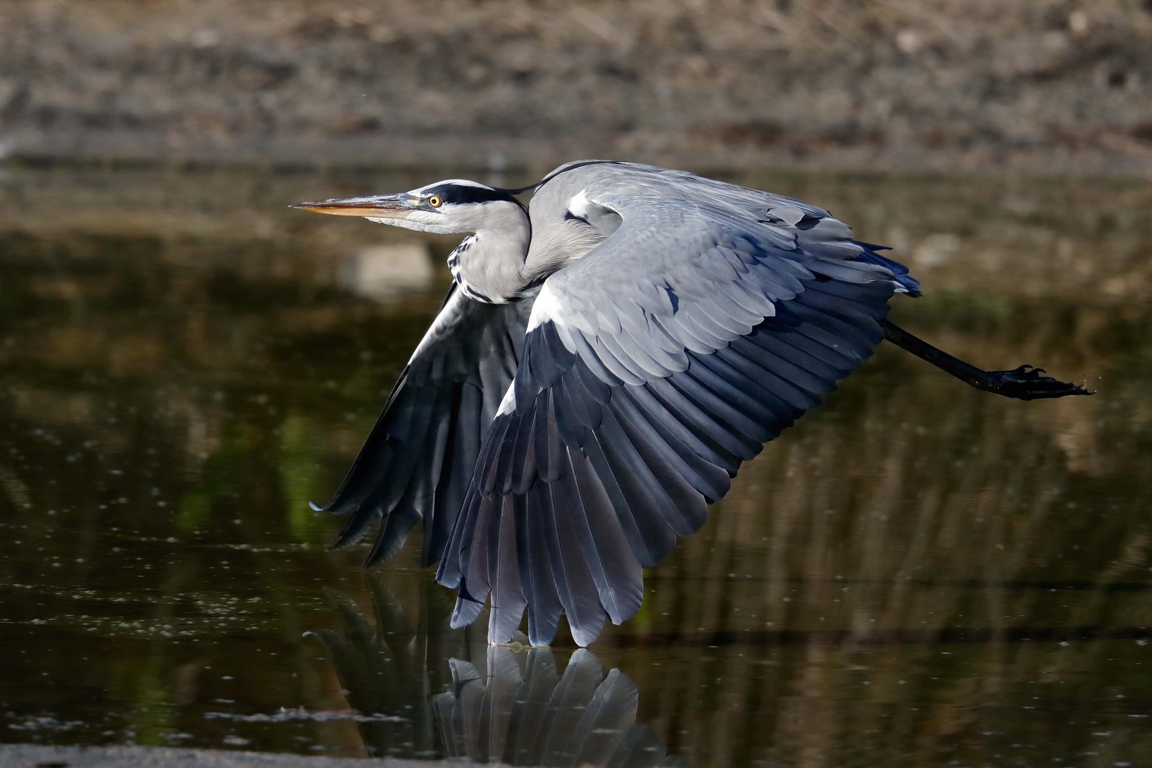 Grass heron
