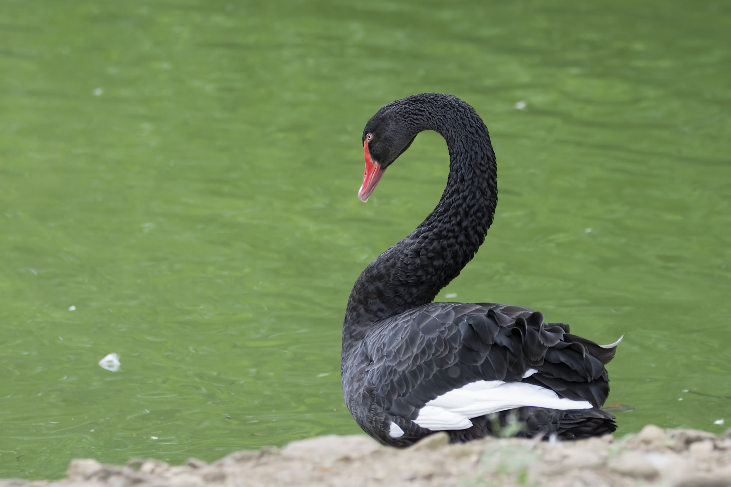 Black Swan