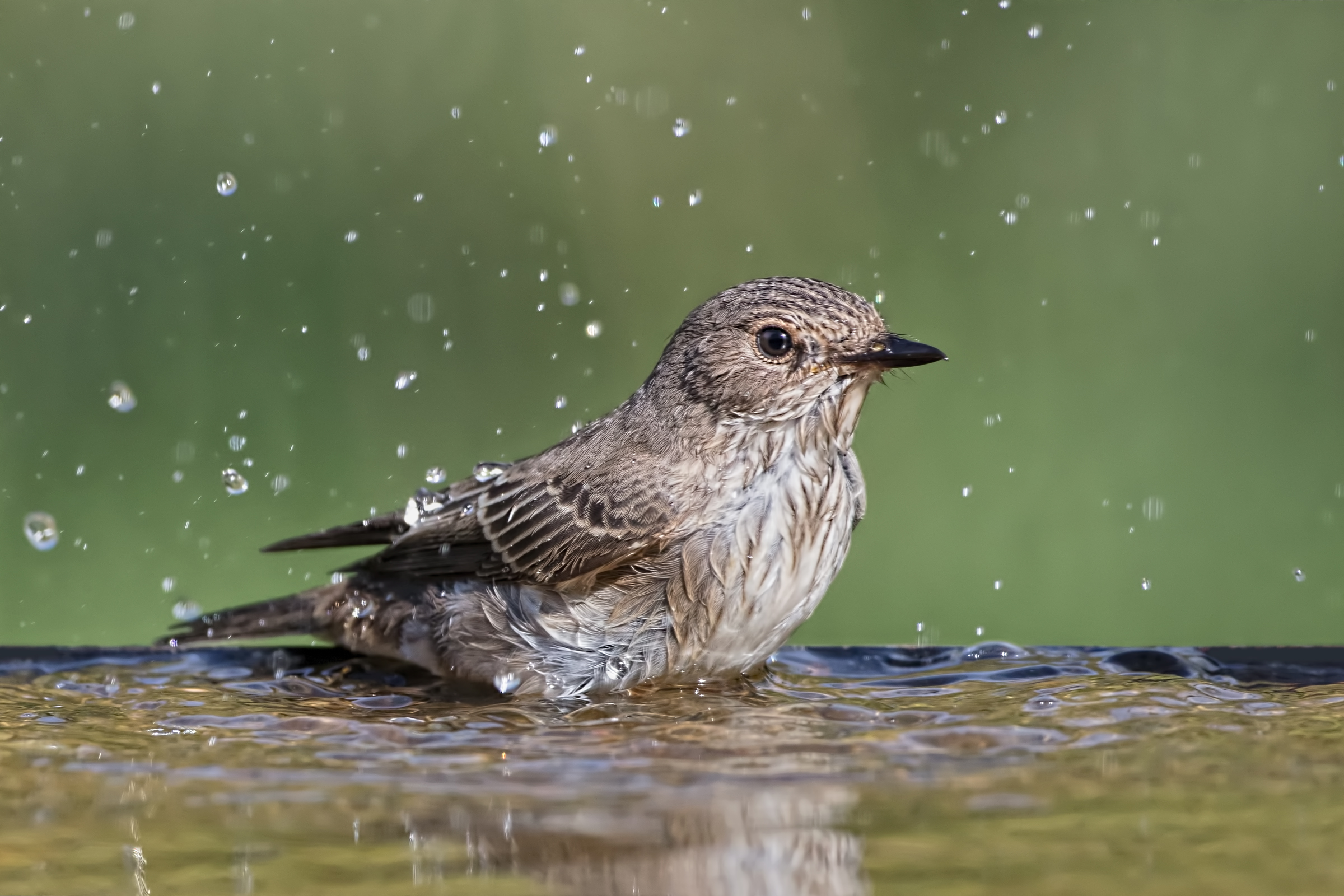 Pigliamosche (Muscicapa striata)