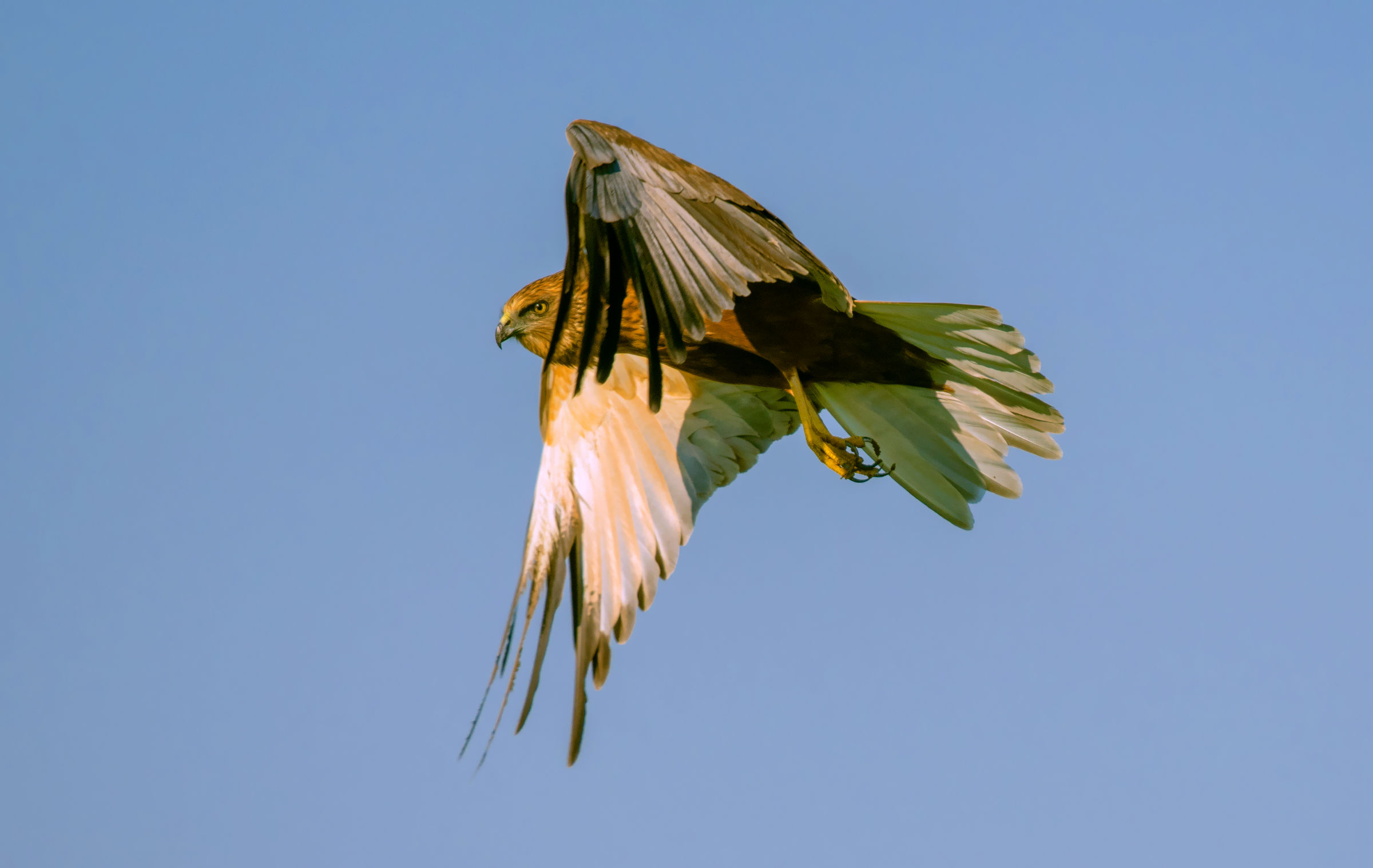 marsh harrier
